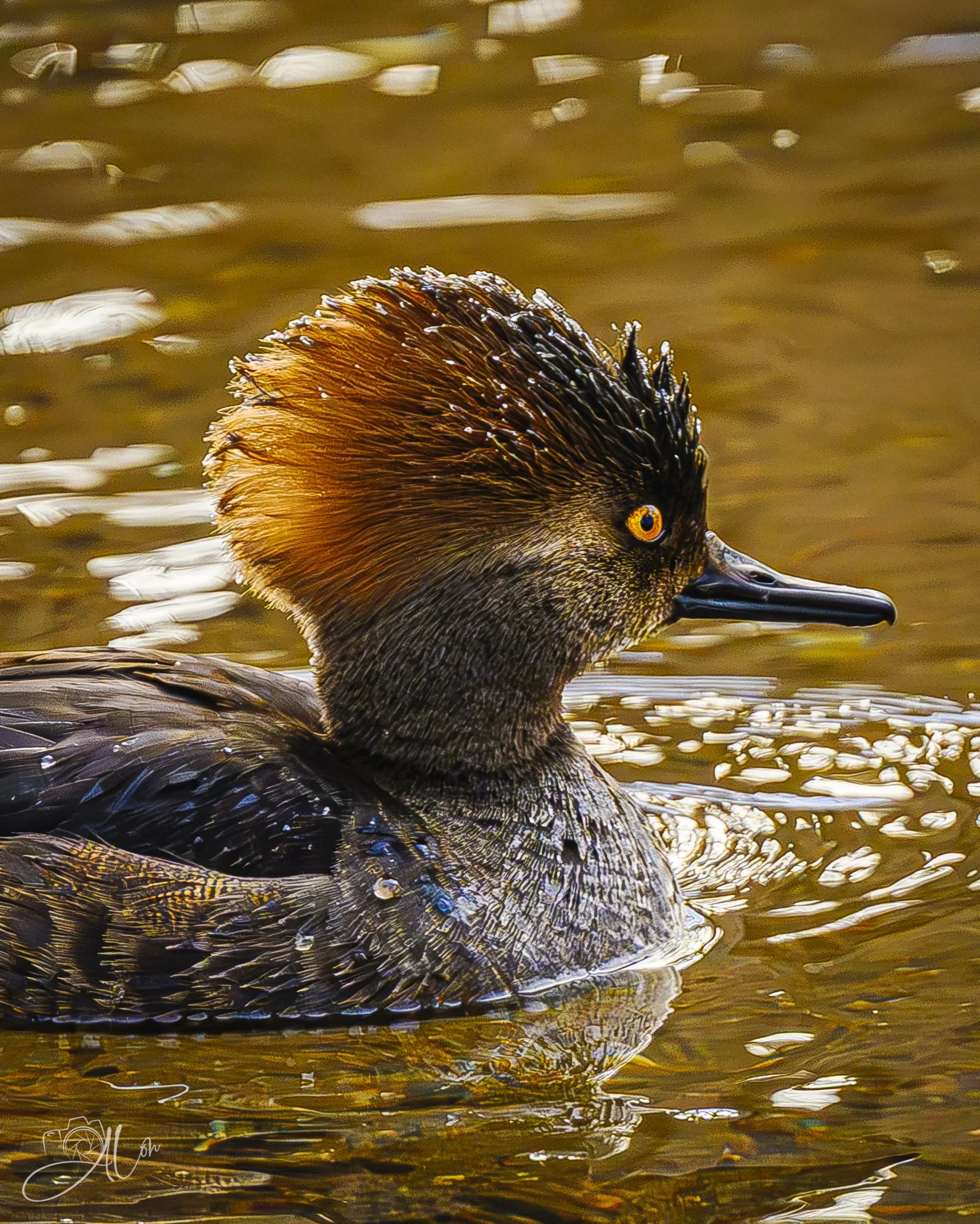 You're Positively Glowing!
(Hooded Merganser)
0Z80374