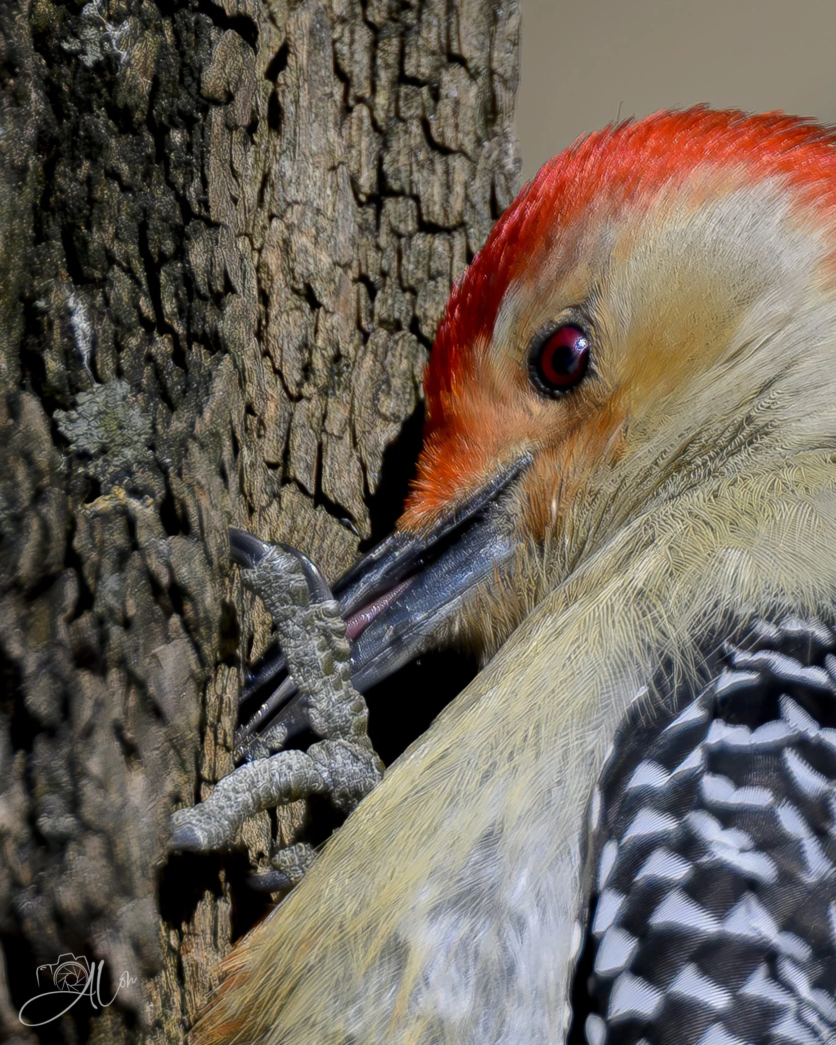 How Are You Making Out With That Tree?
(Red-Bellied Woodpecker)
0Z82519