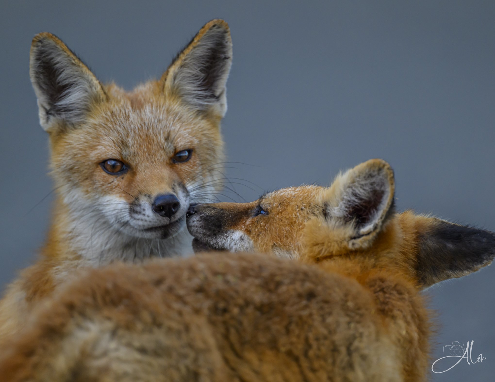 Red Fox
