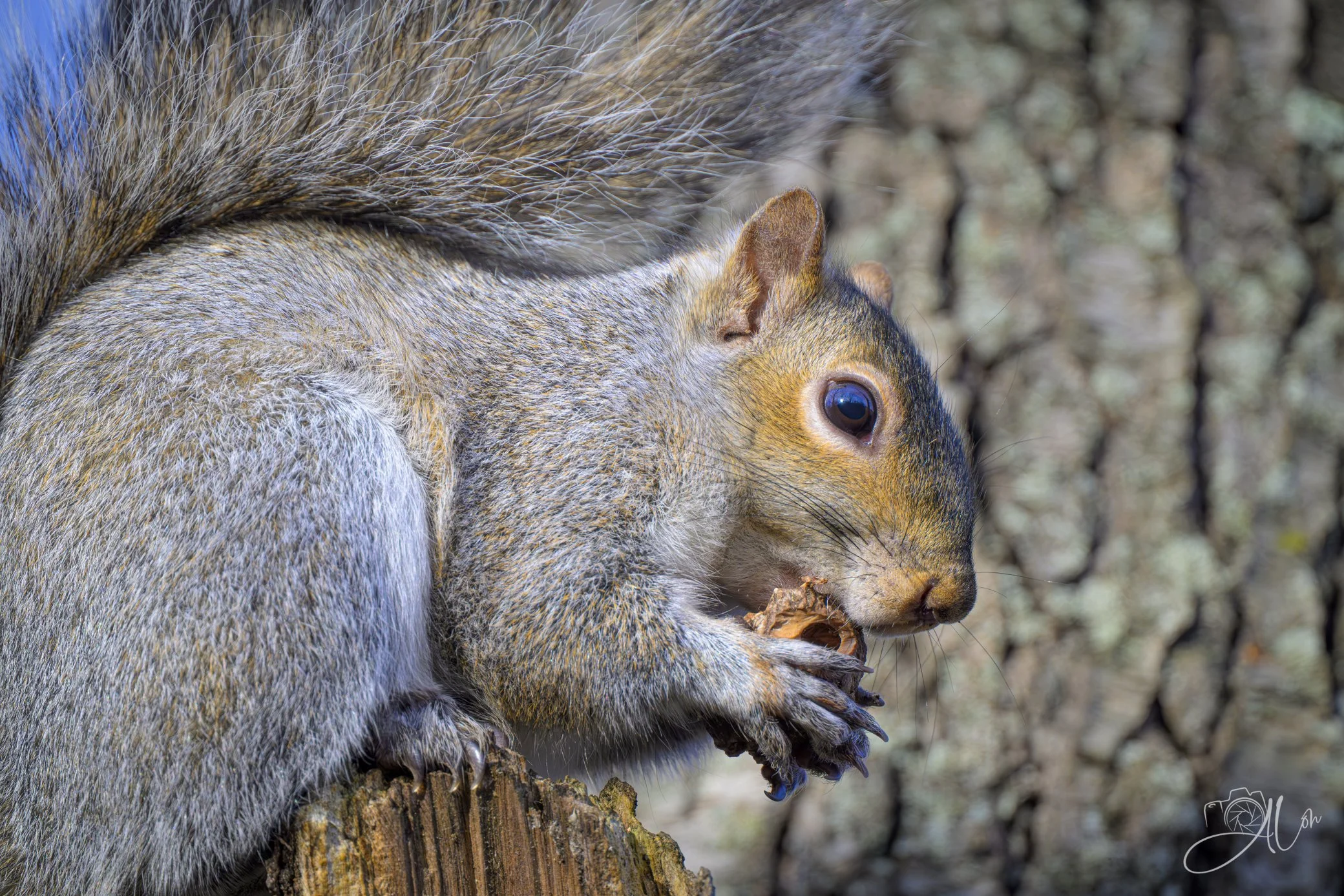 I've Got Some
(Eastern Gray Squirrel)
0Z80623