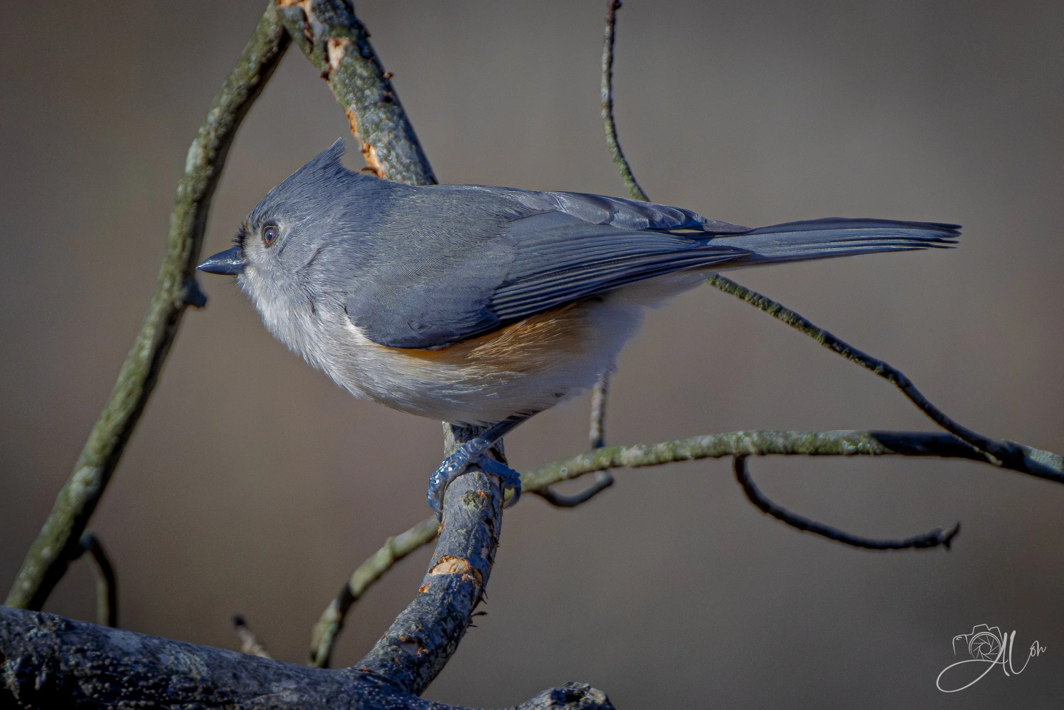 Spring Loaded
(Tufted Titmouse)
0Z81738