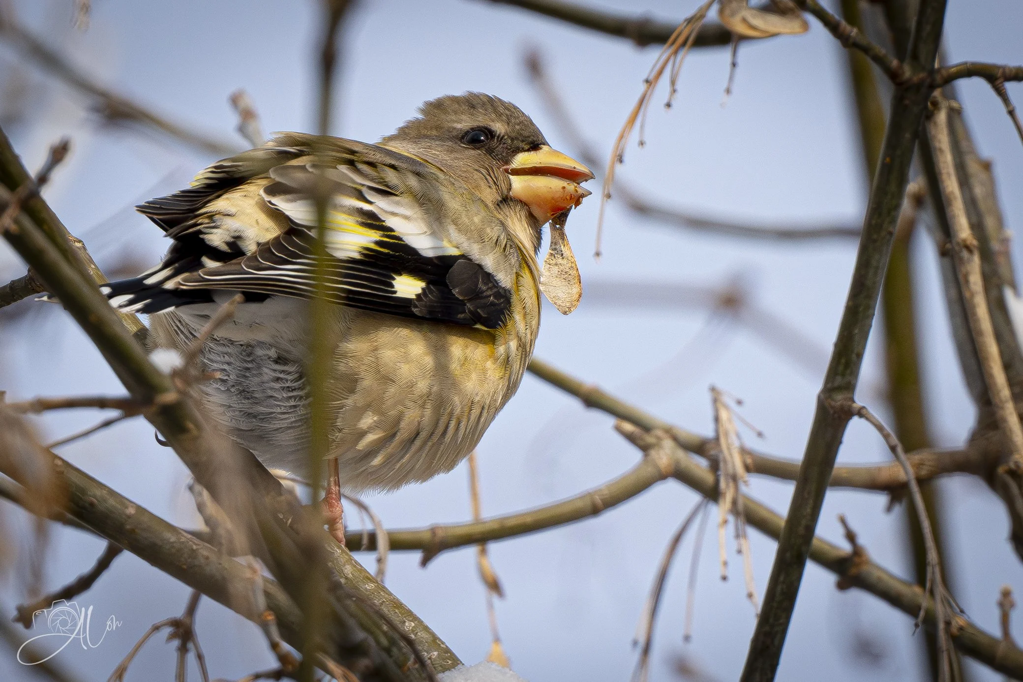 Platypus?
(Evening Grosbeak)
0Z83613