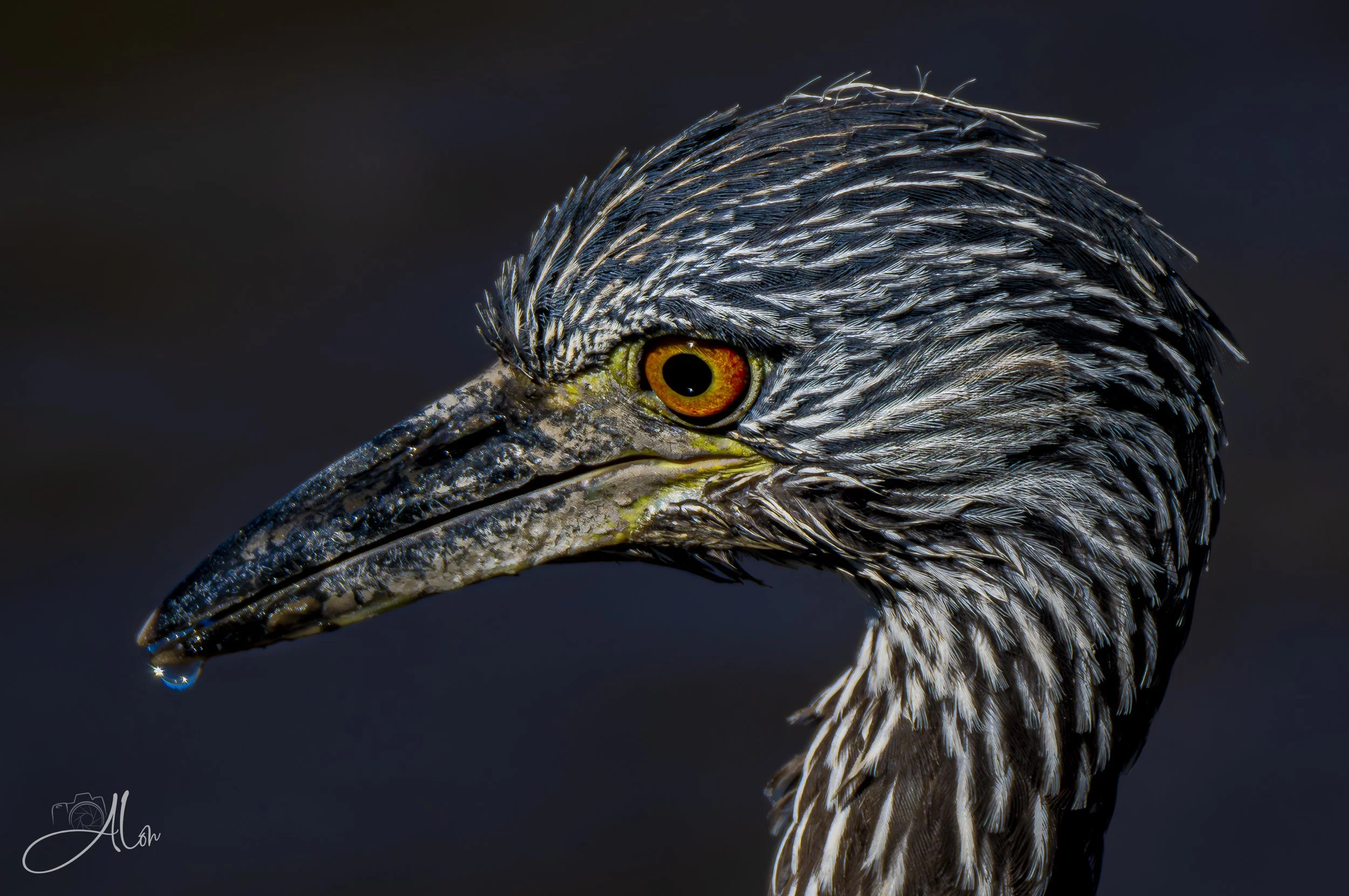 Just a Drop (Yellow-Crowned Night Heron) 0Z85249