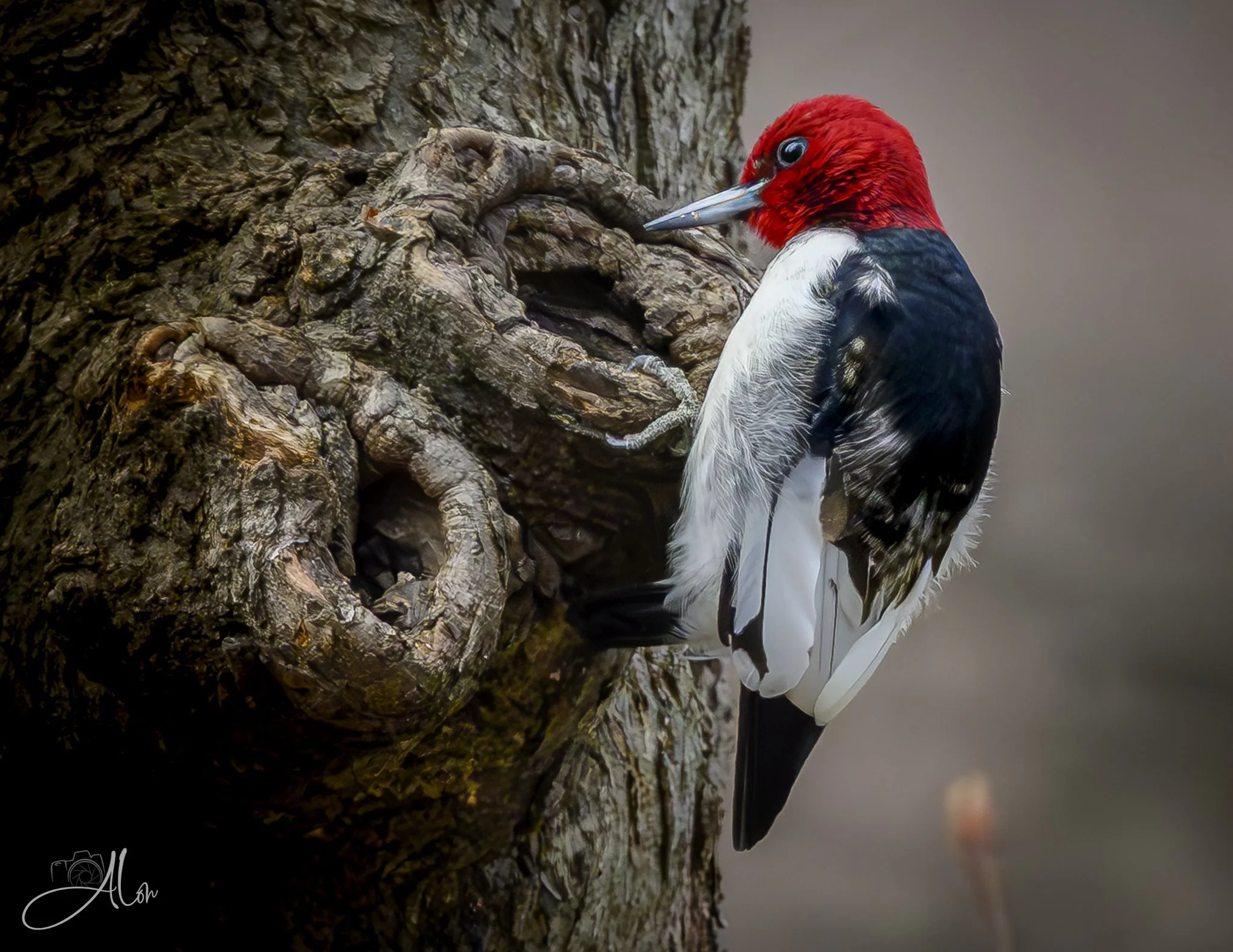Drink from the Fountain
(Read-Headed Woodpecker)
0Z80402