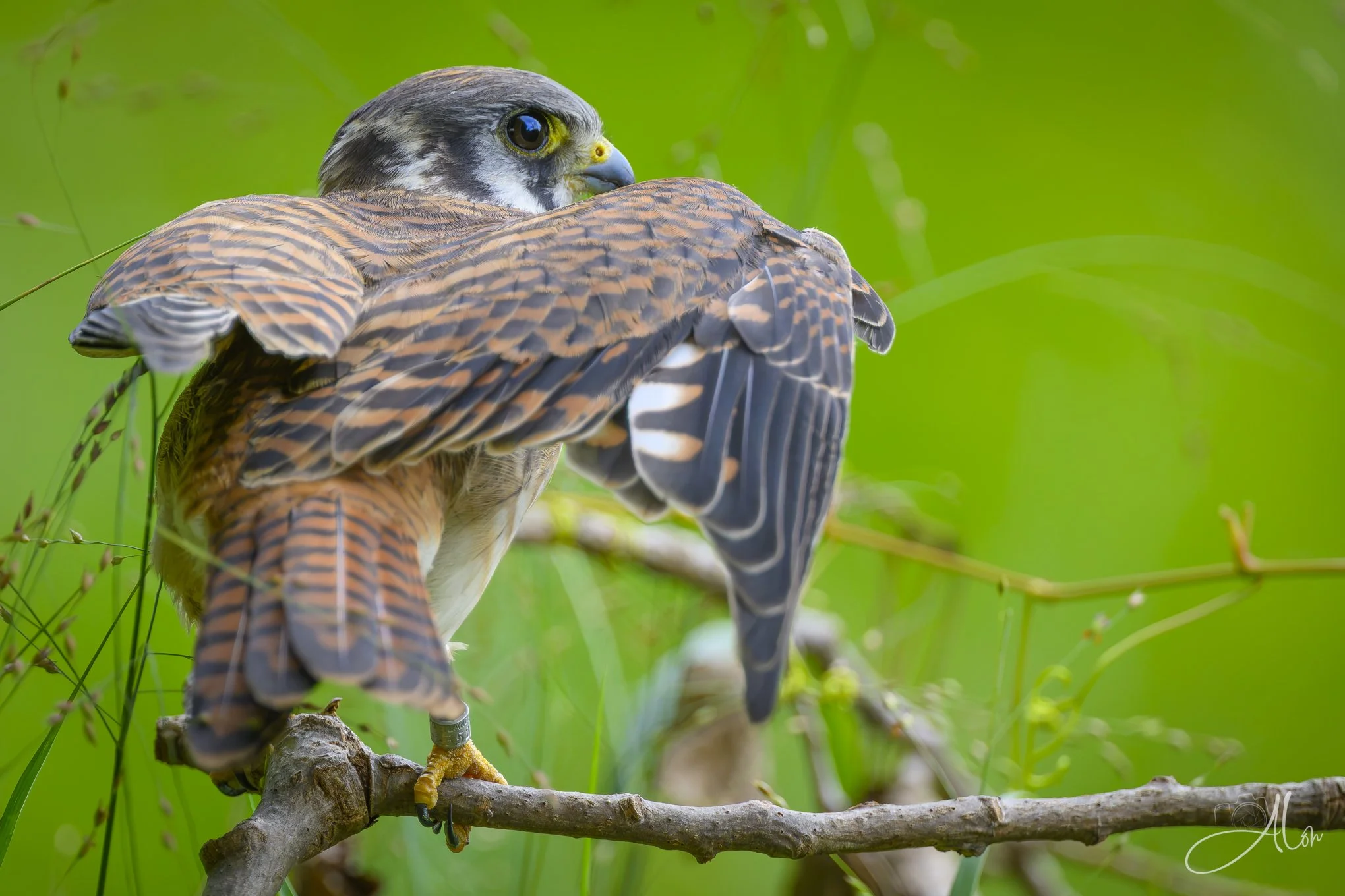 Super Casual (American Kestrel) 081226_0086