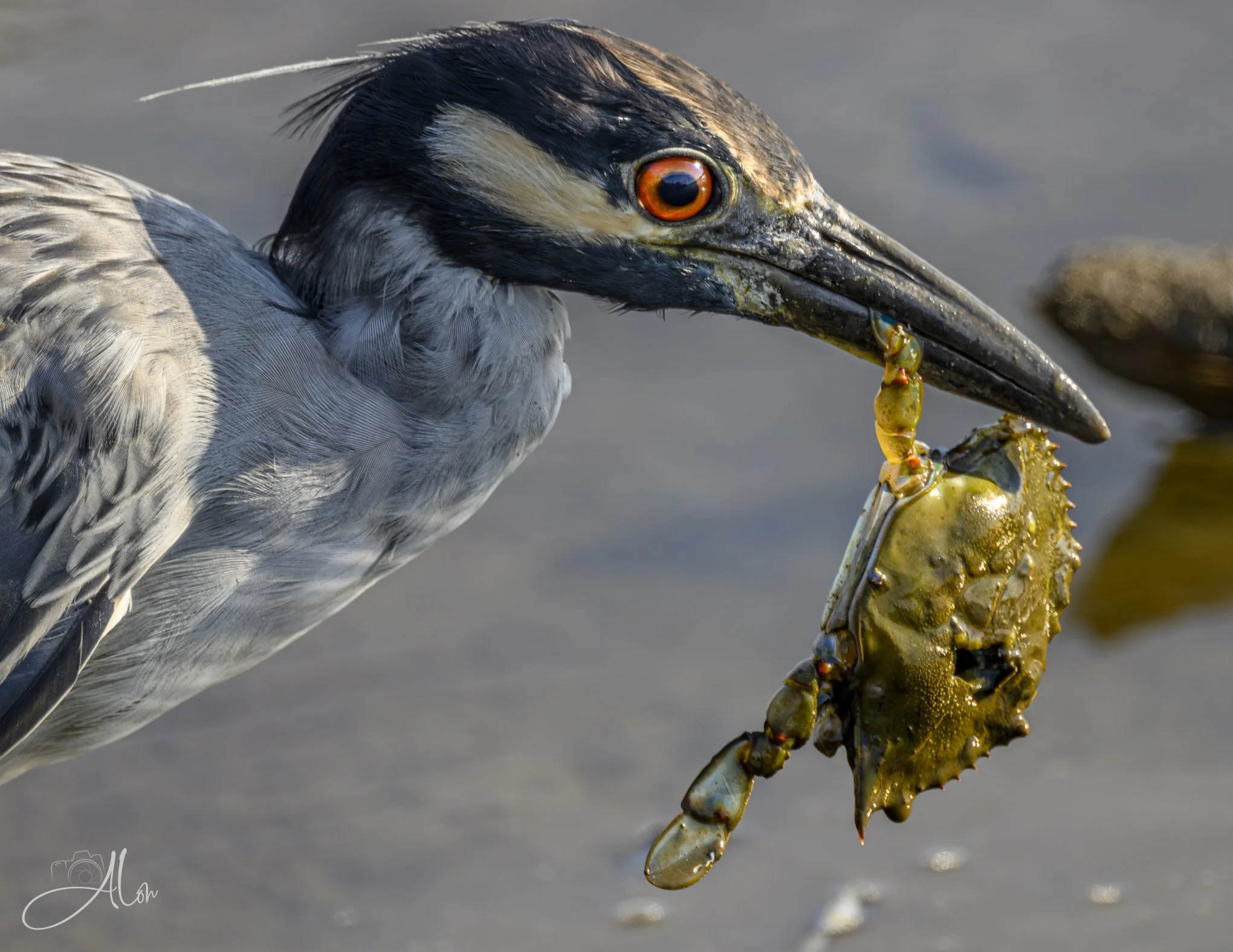 Carpet Bagger (Yellow-Crowned Night Heron) 080126_1807