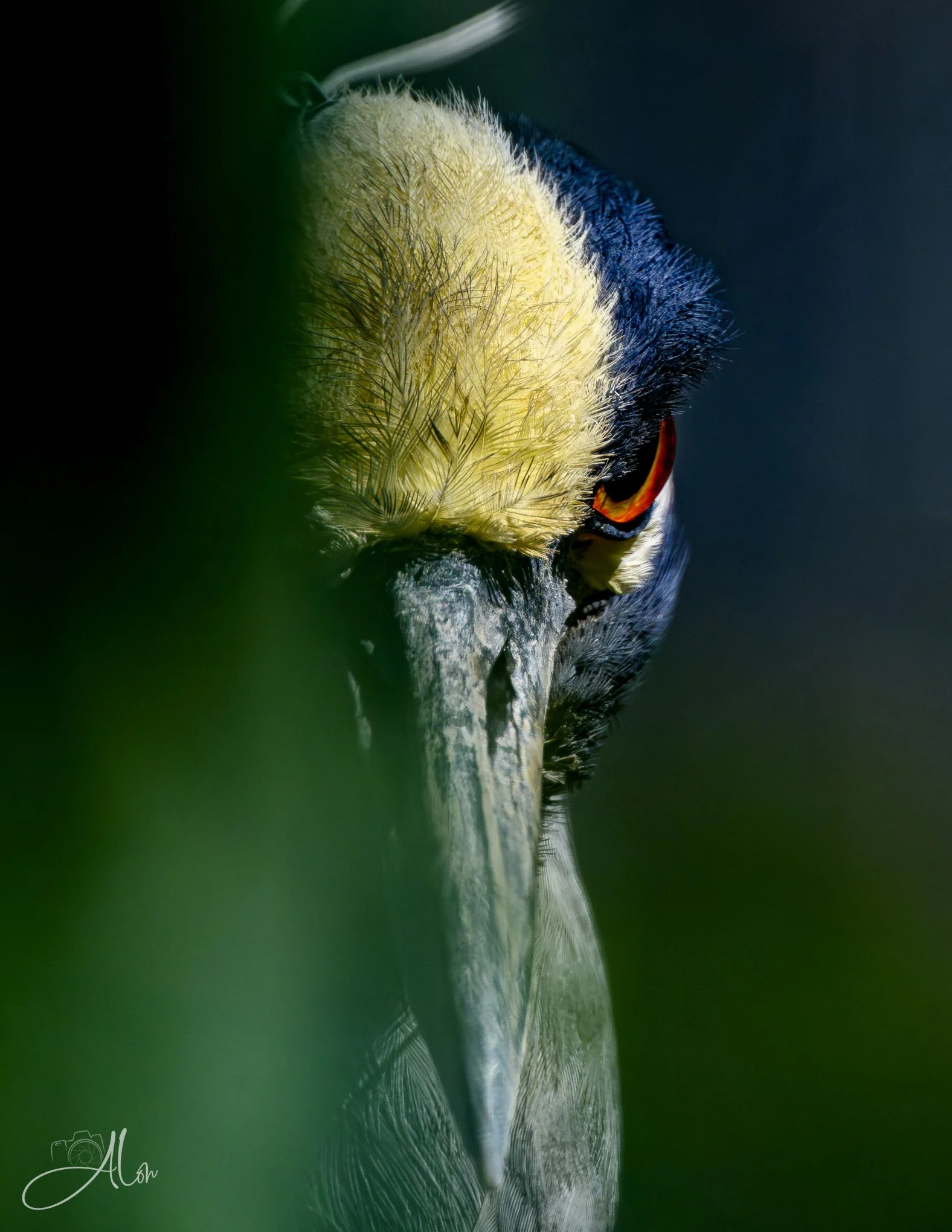 Ominous (Yellow-Crowned Night Heron) 0Z83382