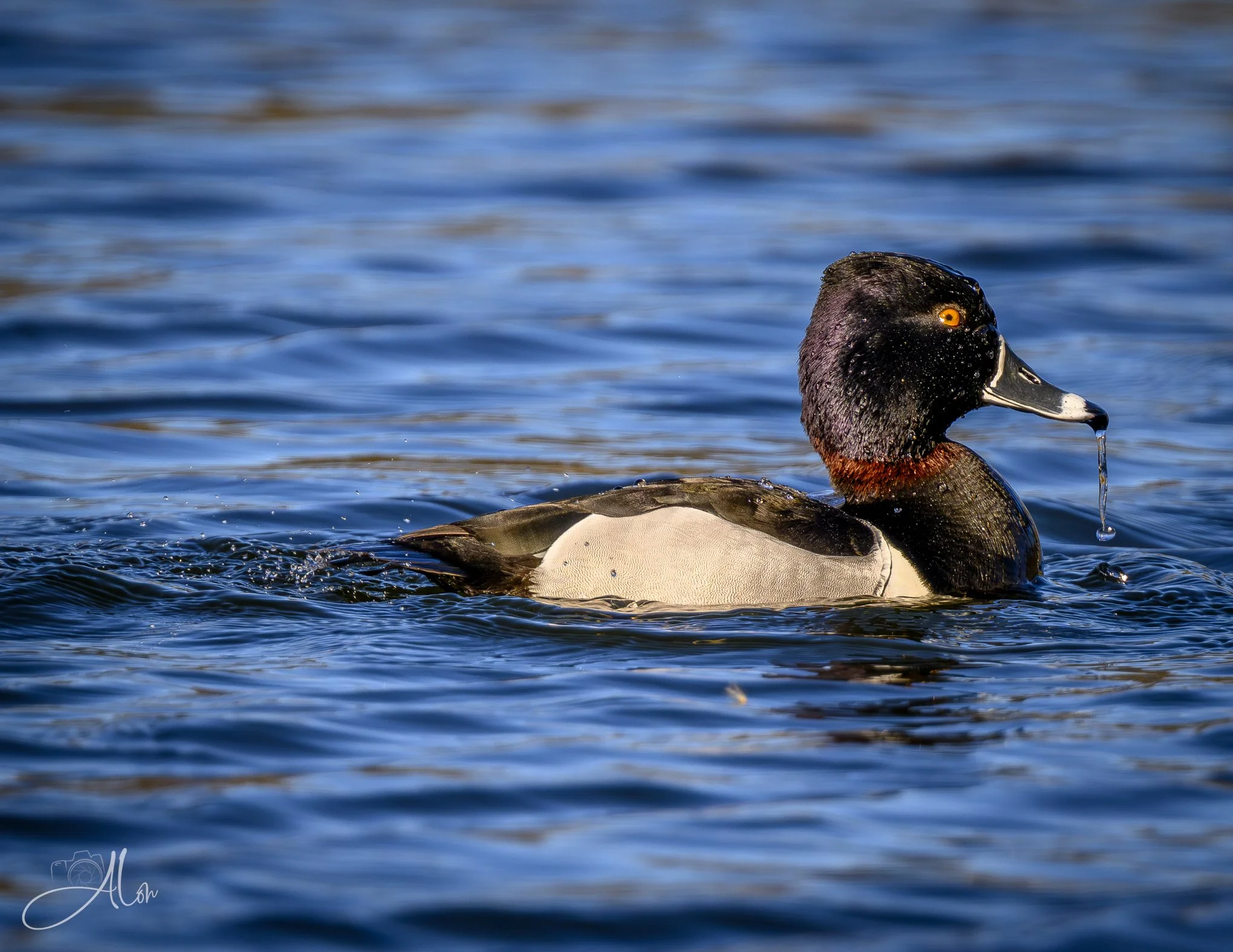 Drooling
(Ring-Necked Duck)
0Z80410