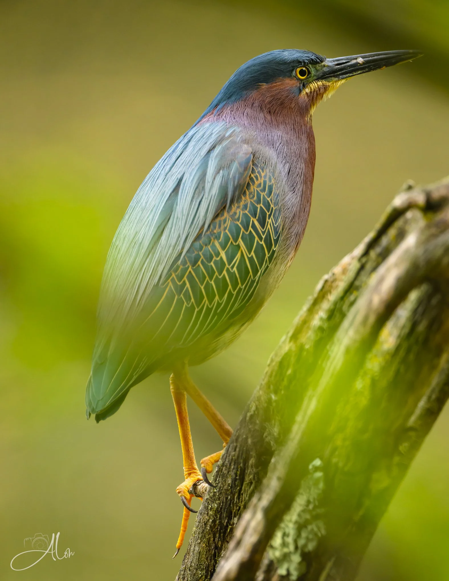 Color Frenzy (Green Heron) 0Z87407