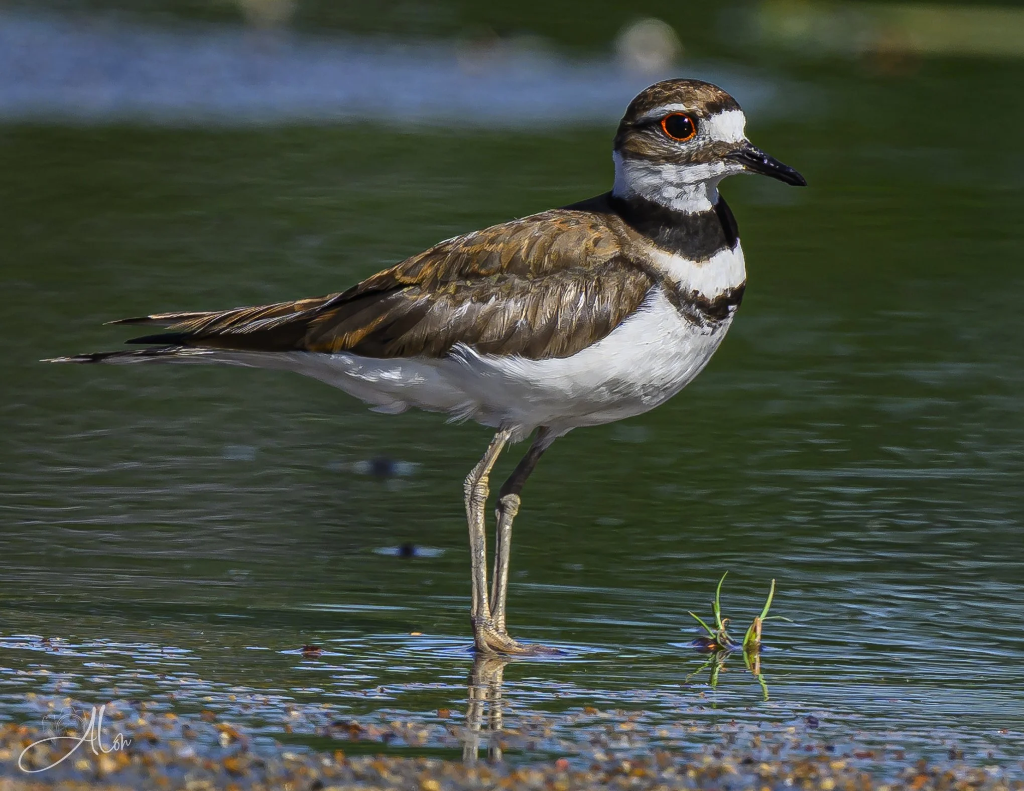 Puddle Jumper (Killdeer) 0Z89639