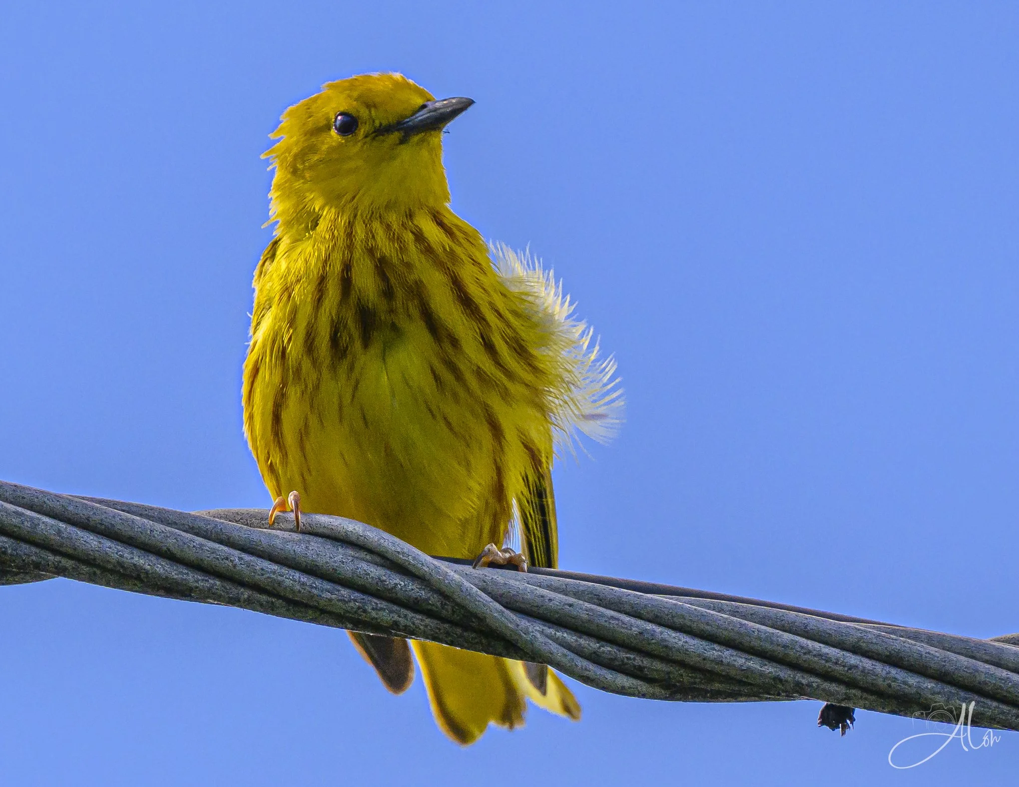 Out In The Open (Northern Yellow Warbler) 06-18-26_0Z8_3384
