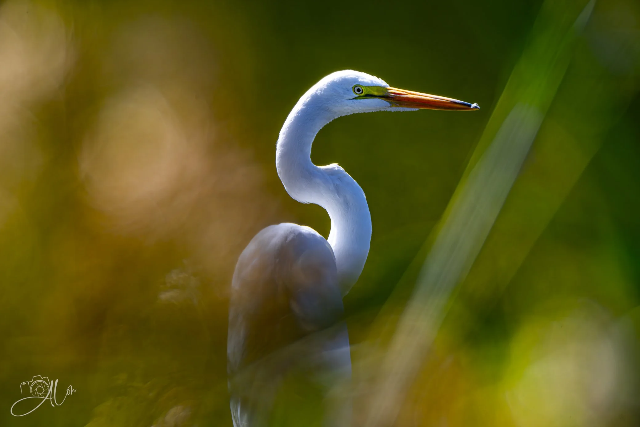 Bokeh Monster
(Great Egret)
0Z89997