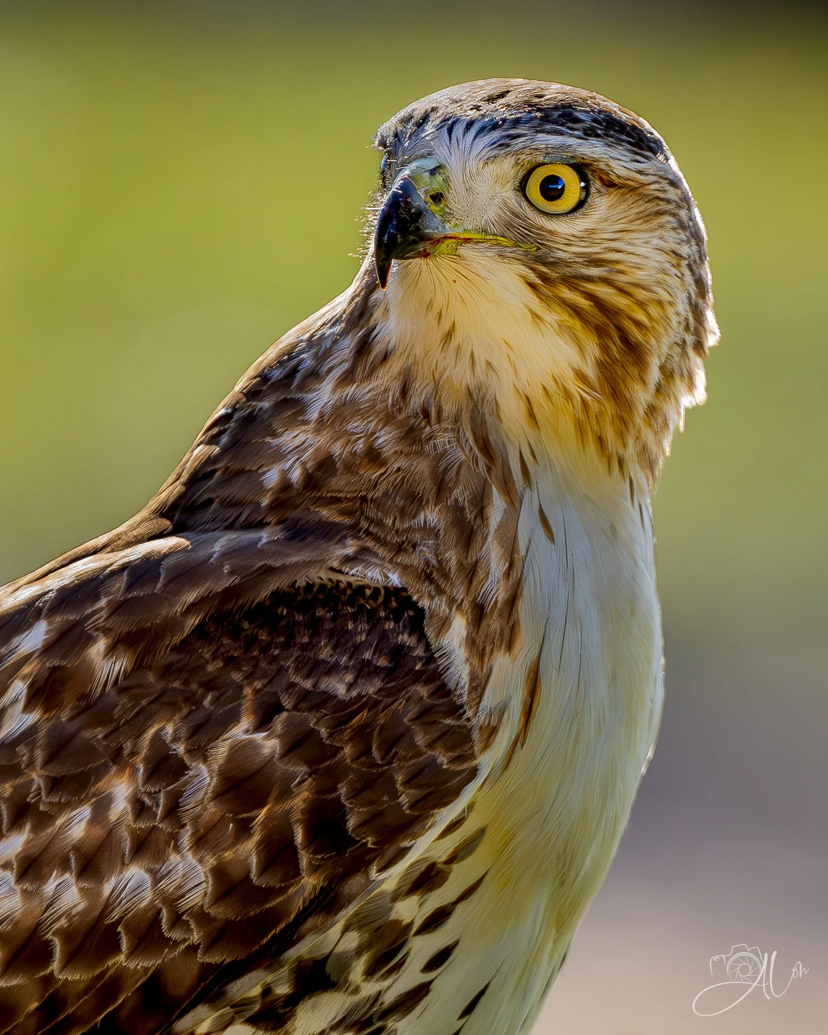 Meal Interrupted
(Red-Tailed Hawk)
0Z81365