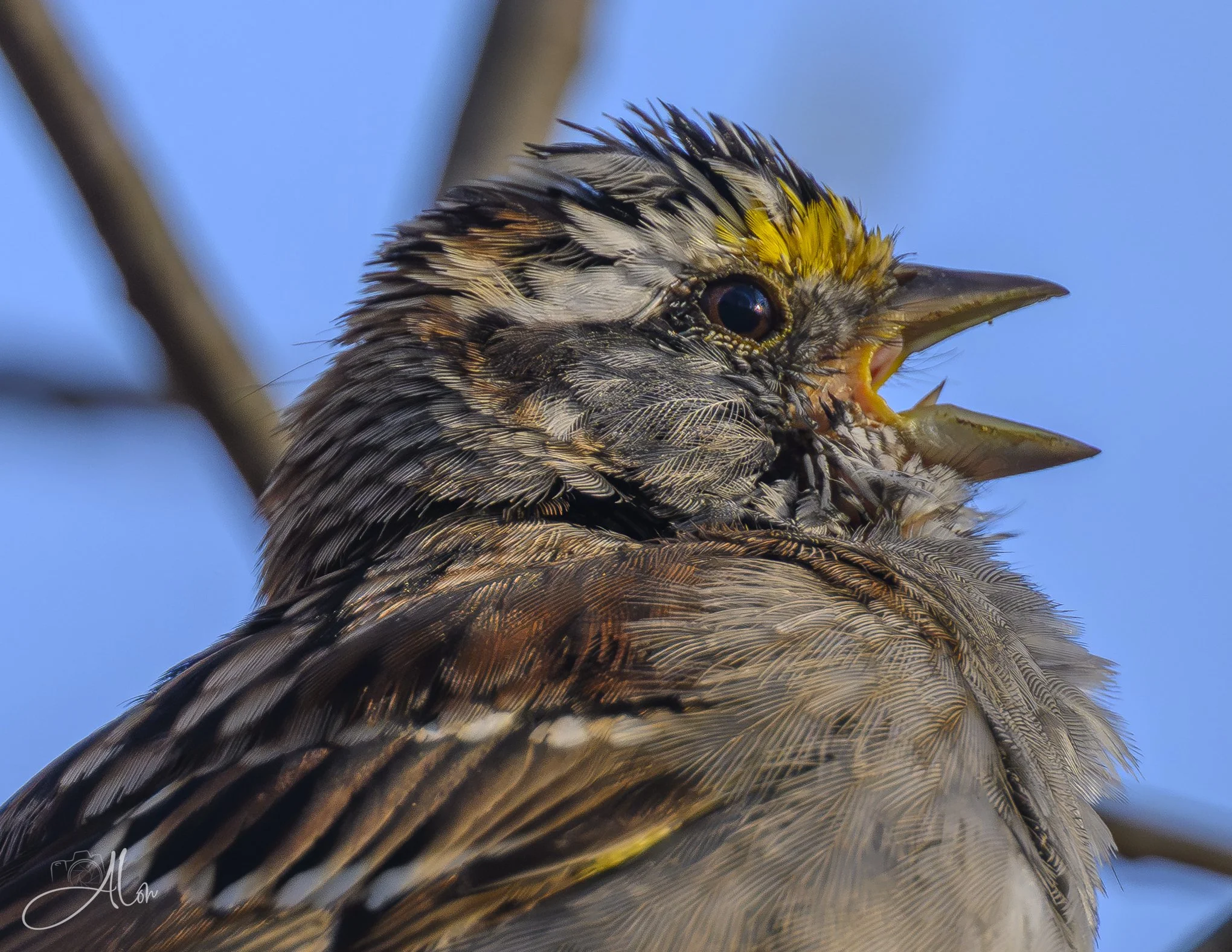 Mirrors Don't Lie
(White-Throated Sparrow)
0Z80194