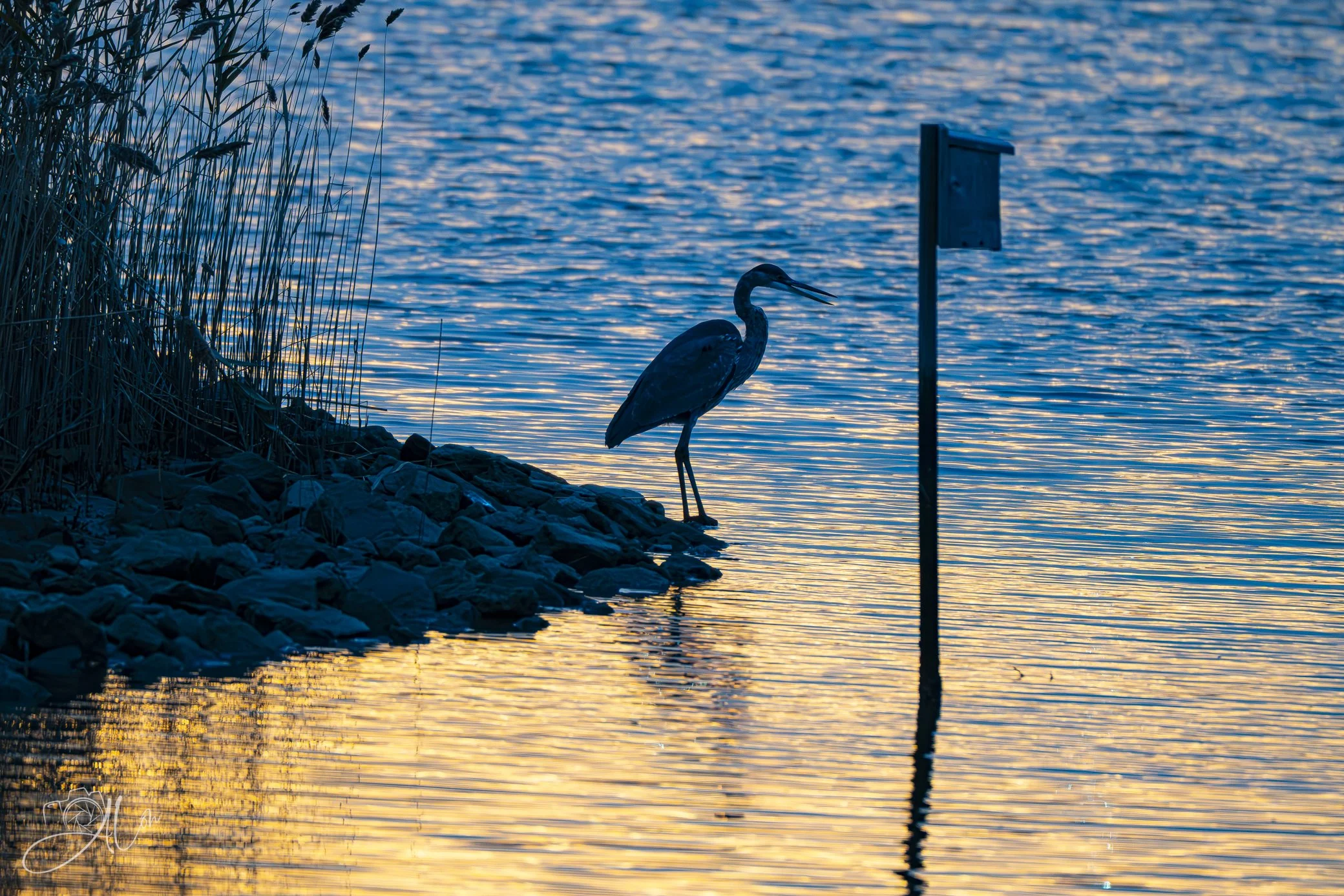 Shade of Sunset 2
(Great Blue Heron)
0Z83845