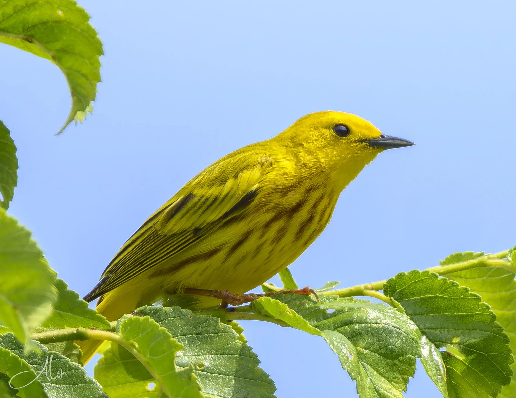 Sonny (Northern Yellow Warbler) 0Z83967