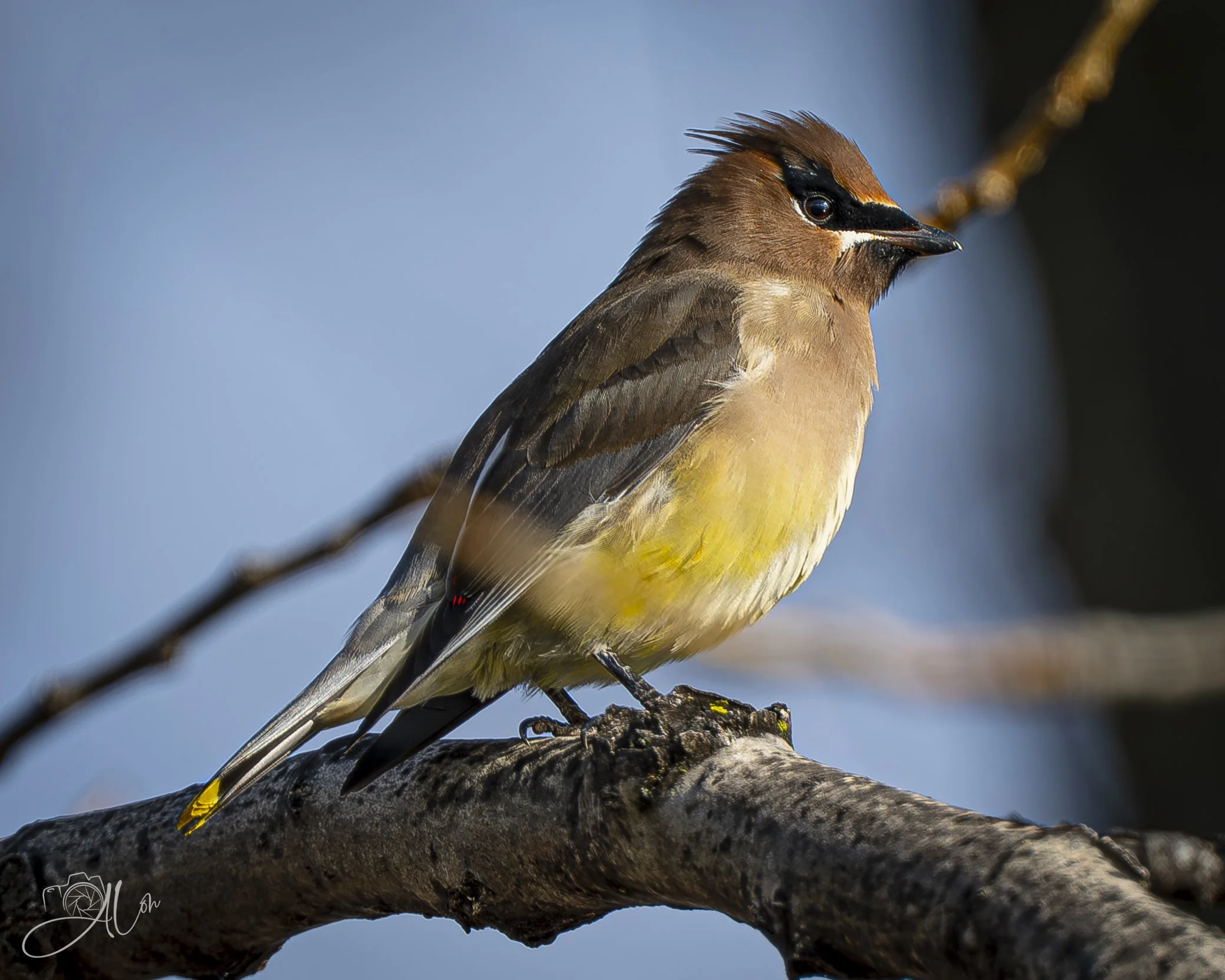 Incognito
(Cedar Waxwing)
0Z87345