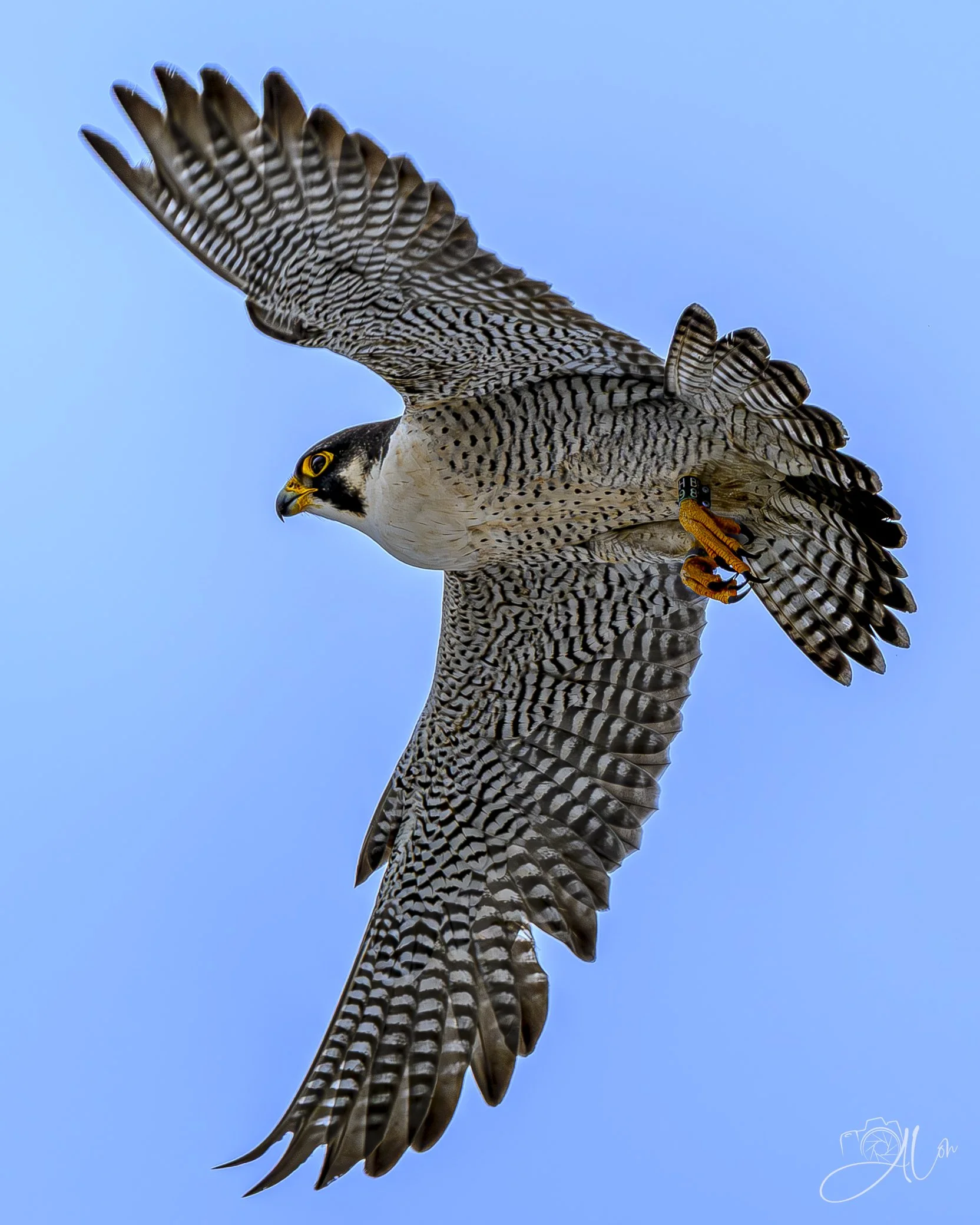 On the Balance Beam
(Peregrine Falcon)
0Z82897