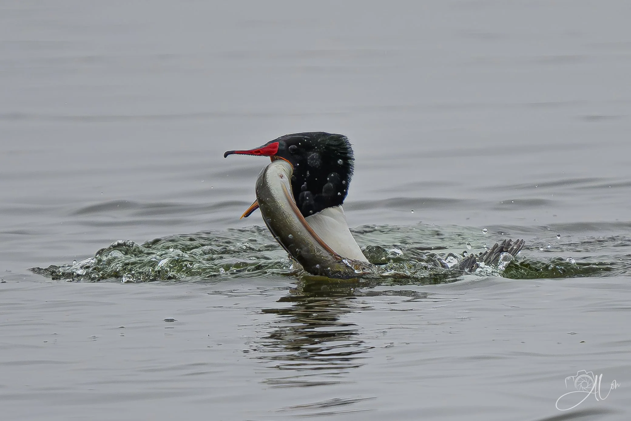 Battle for the Eel Meal