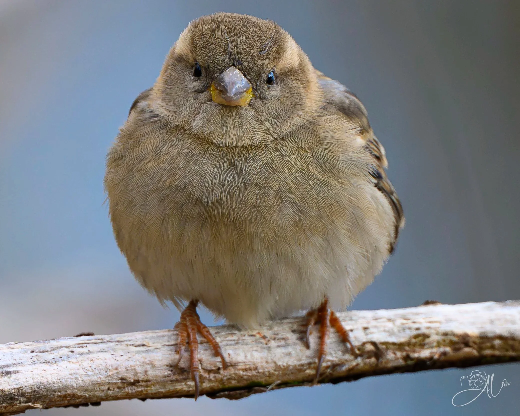 Jovial
(House Sparrow)
0Z89724