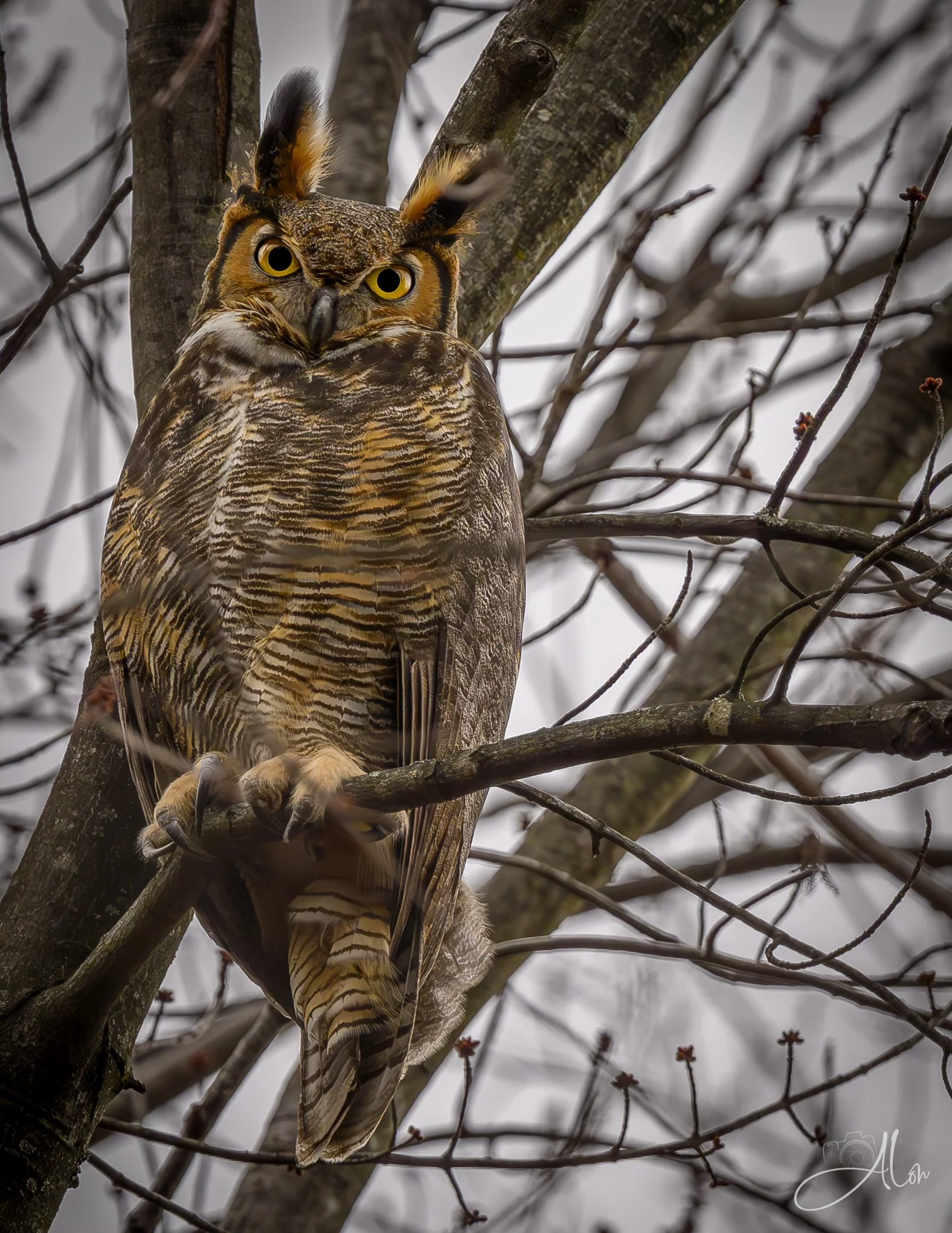 Judgement Day (Great Horned Owl) 0Z85764