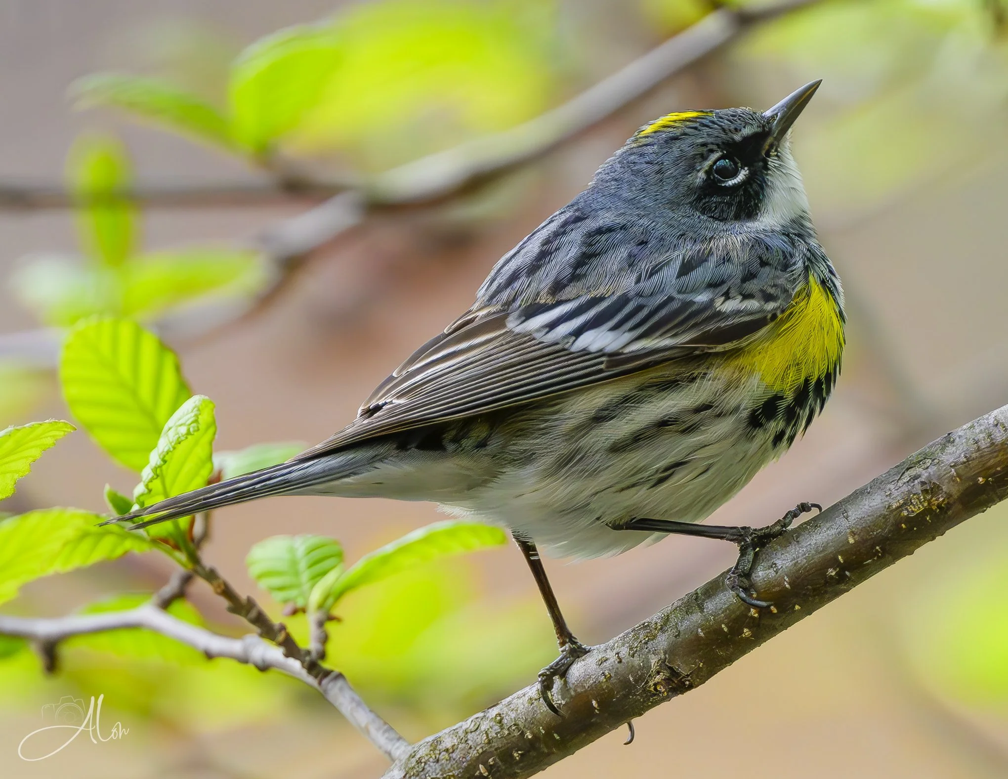 Stiff-necked
(Yellow-Rumped Warbler)
0Z83173