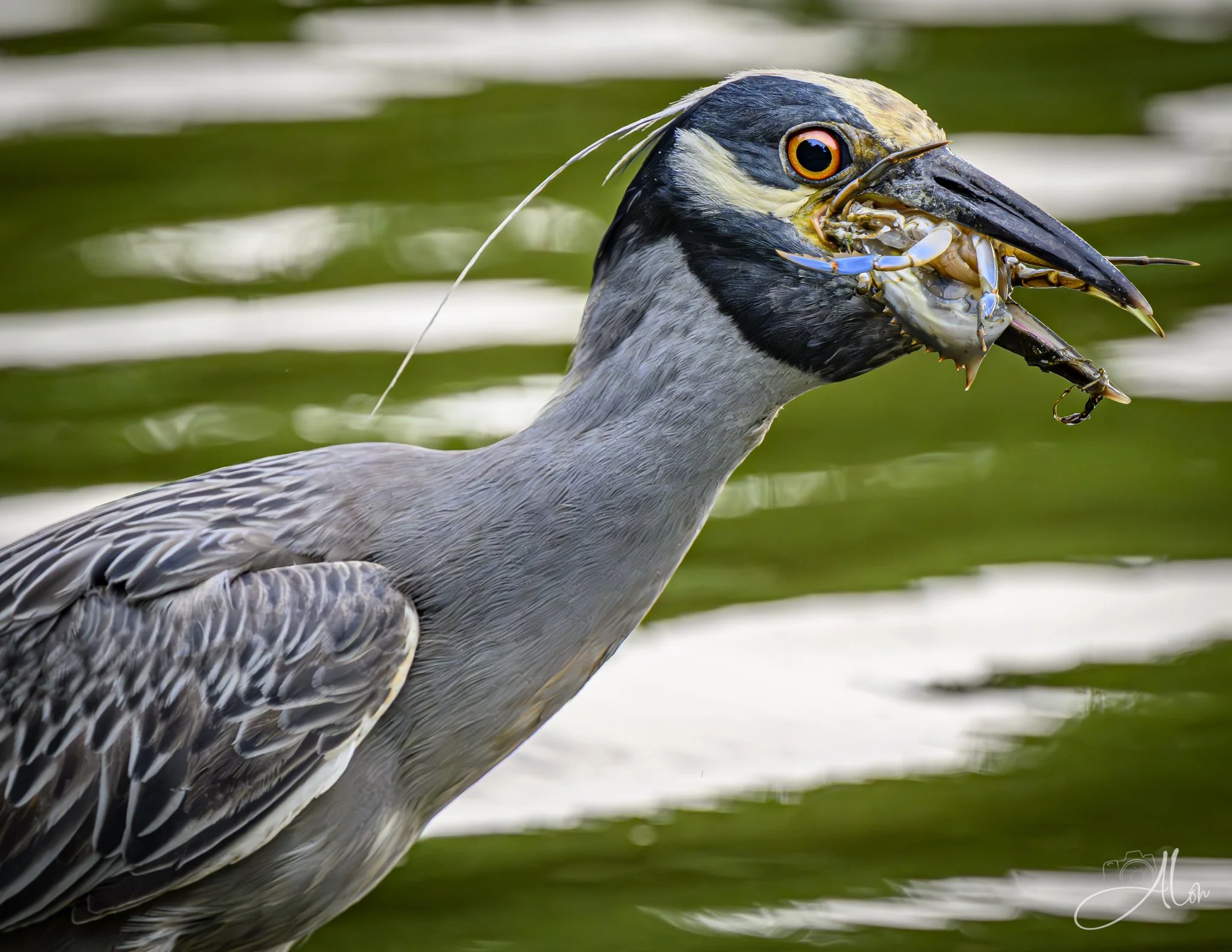I Can't Believe I Ate the Whole Thing! (Yellow-Crowned Night Heron) Z8062526_1525