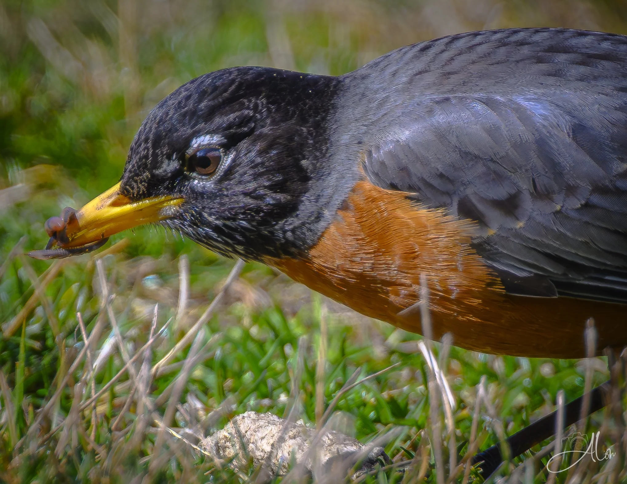 The Early Bird
(American Robin)
0Z85214