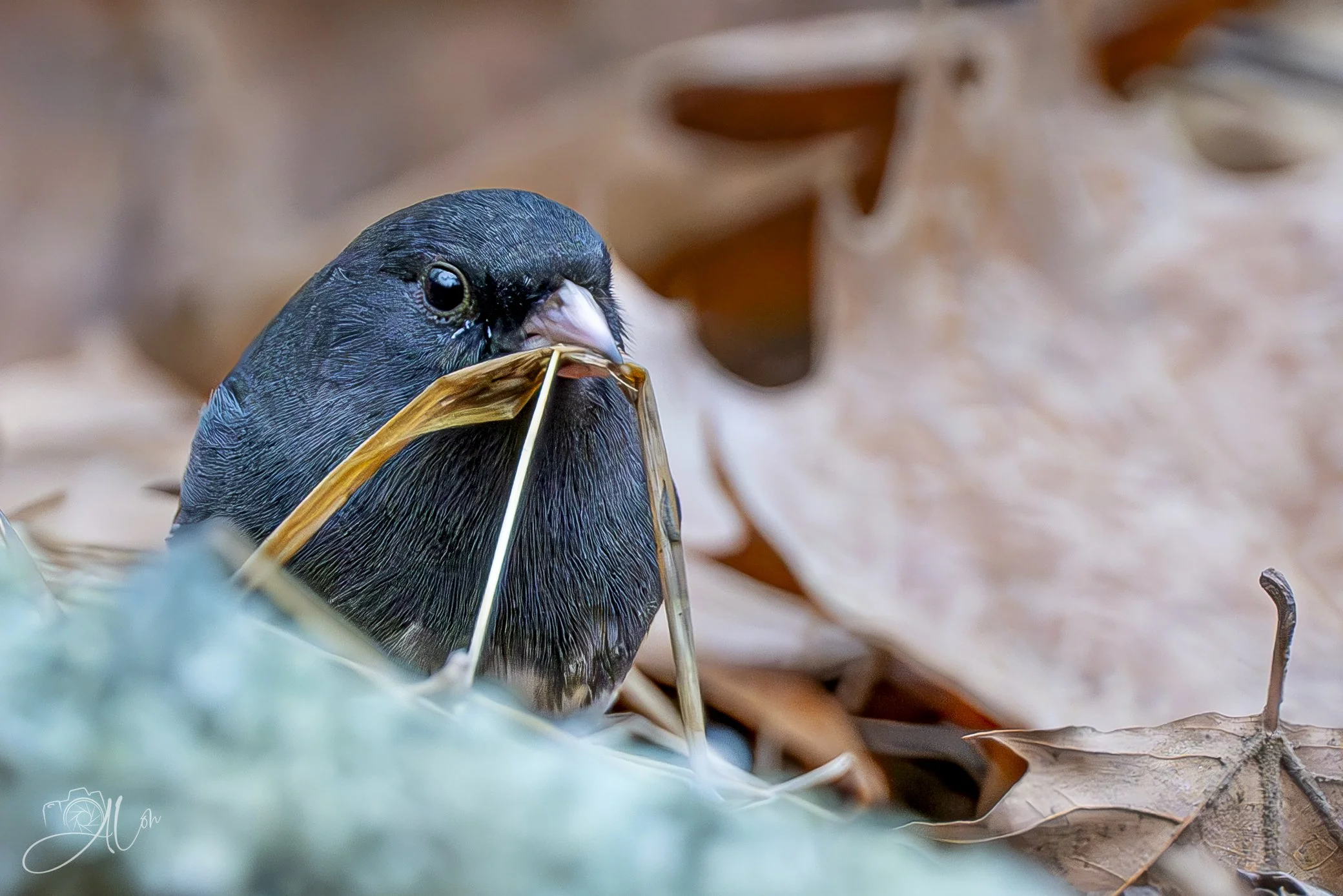 House Made of Straw
(Dark-Eyed Junco)
0Z80416