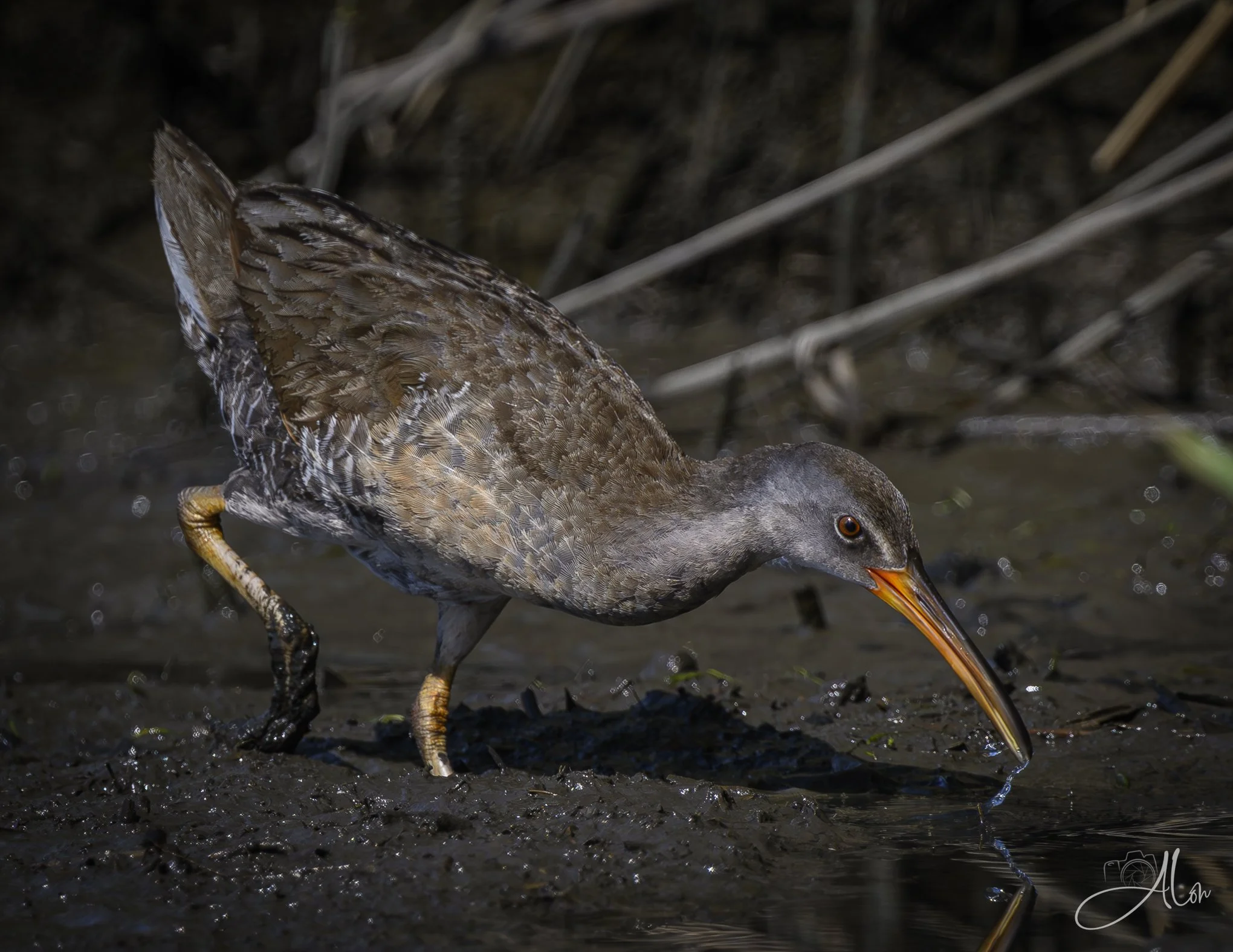 A Quick Dip (Clapper Rail) Z8070426_9618