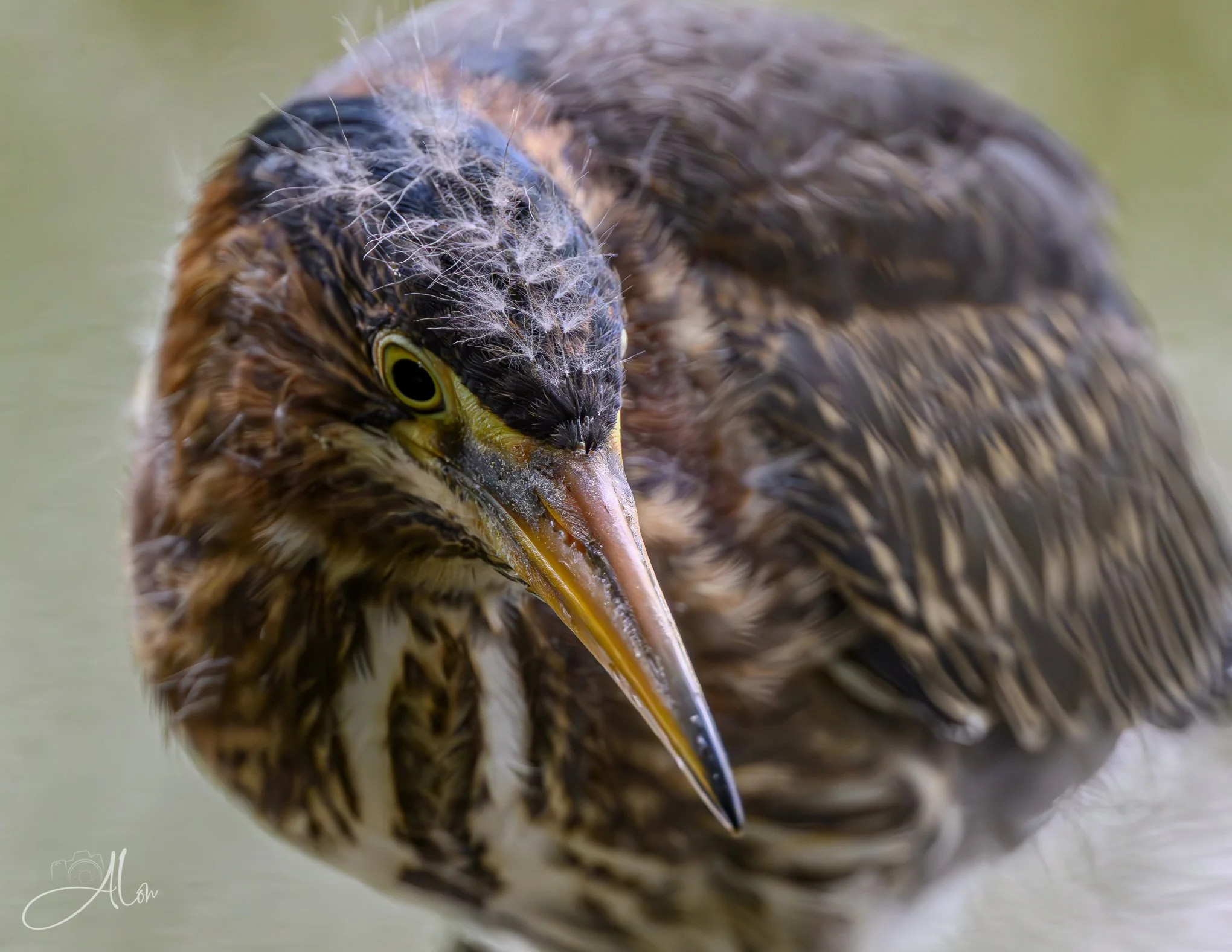 Knitted Hair (Green Heron) 20260711_0188