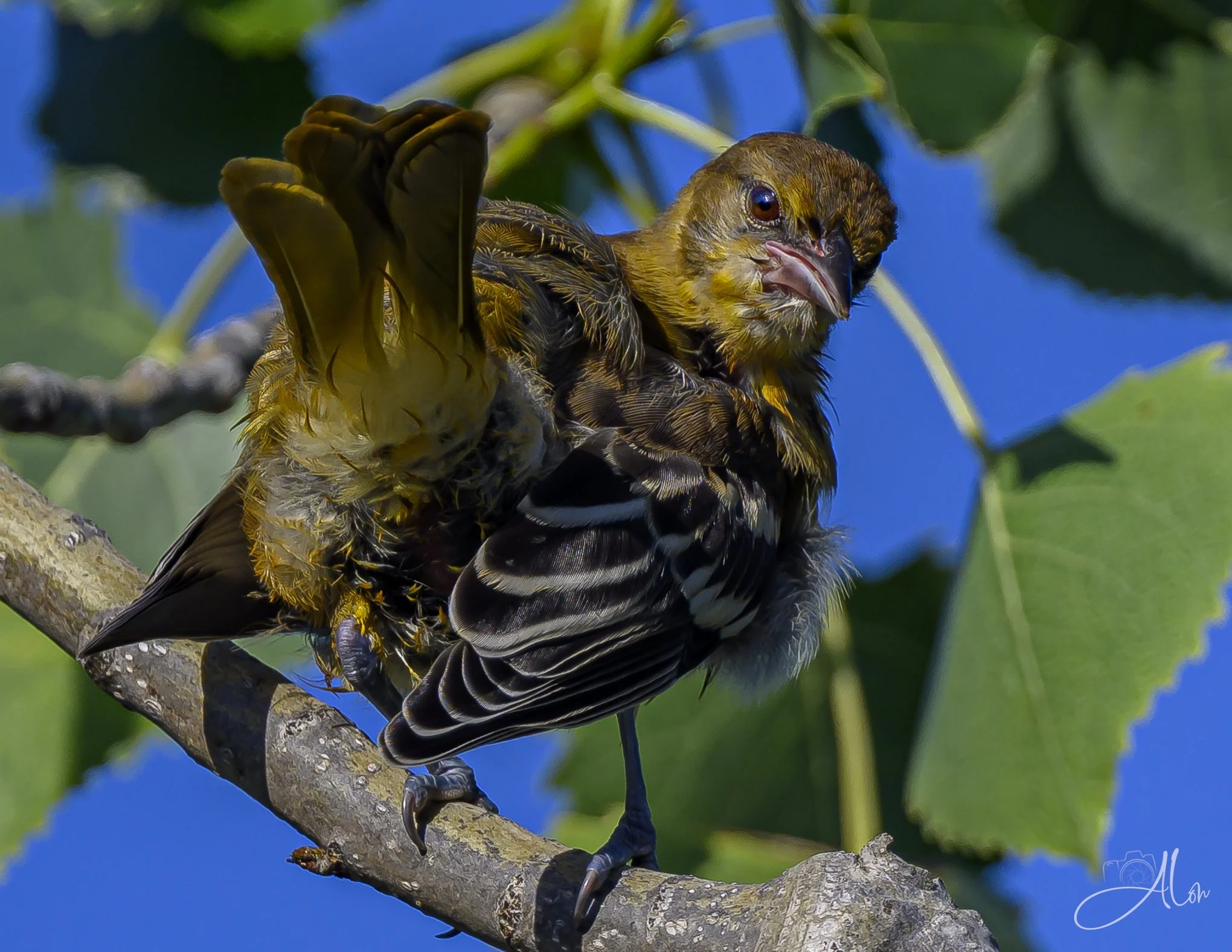Quit Staring At My Butt!!! (Baltimore Oriole) Z8070826_4480