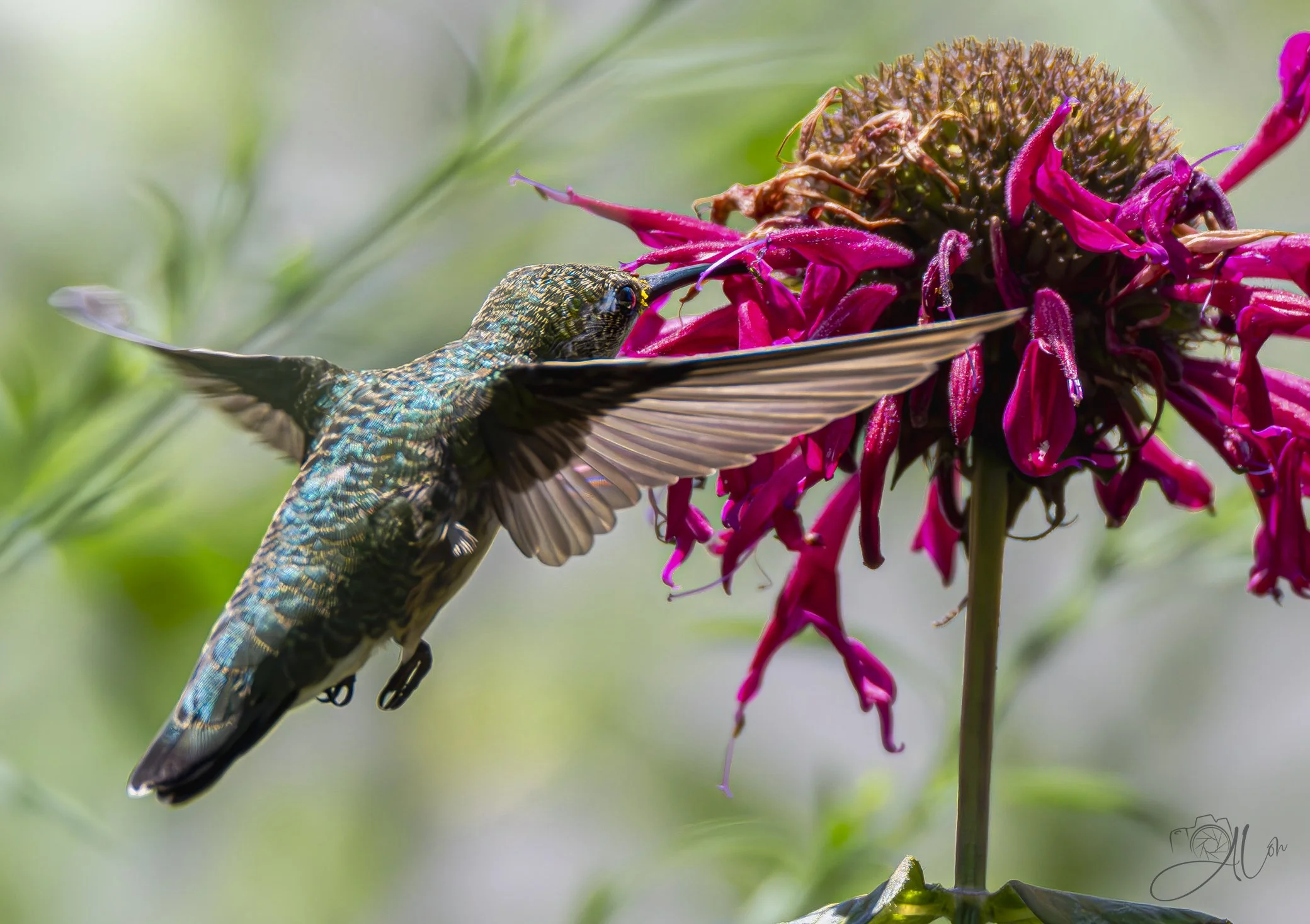 Tapdancing
(Ruby-Throated Hummingbird)
0Z89725