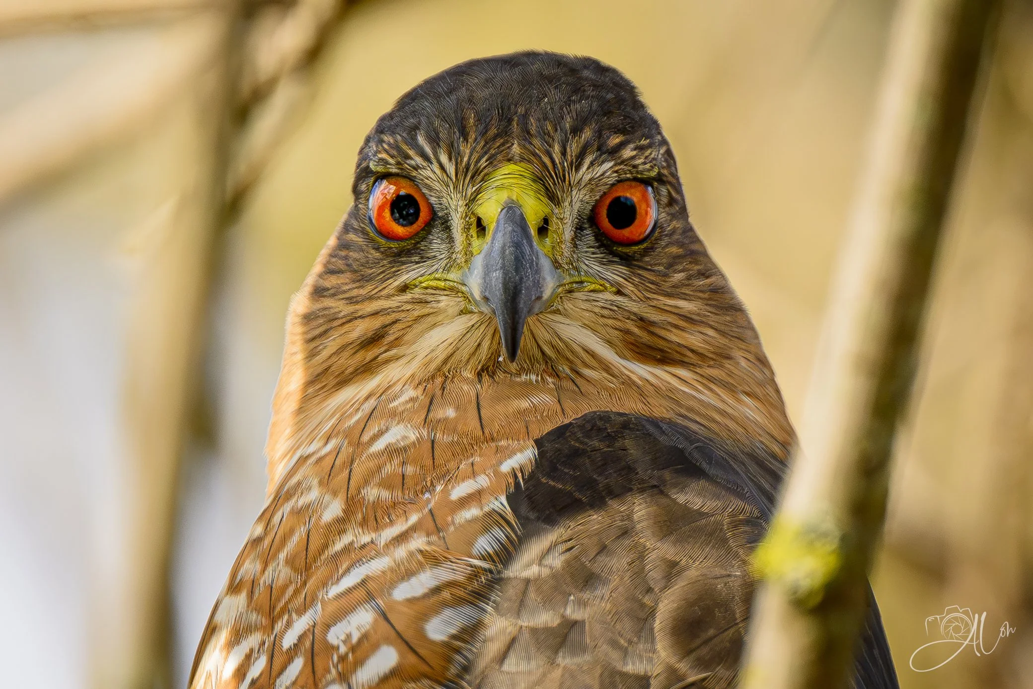 Limelight
(Cooper's Hawk)
0Z84692