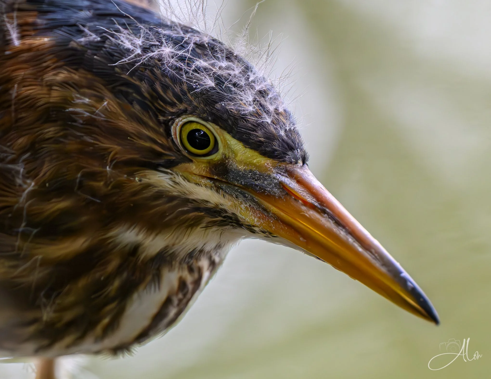 Electric Fuzz (Green Heron) 20260711_0190