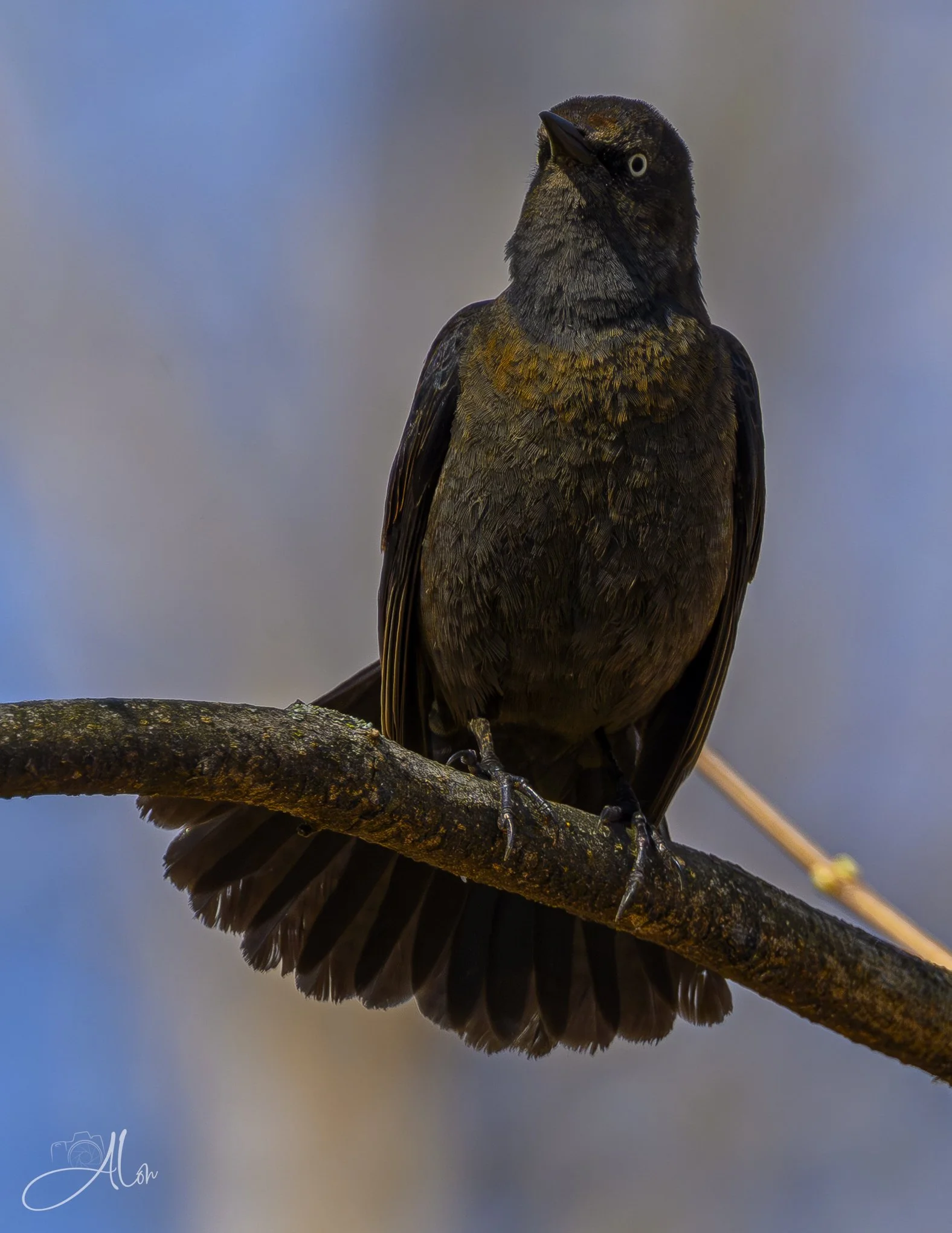 Fantailed
(Rusty Blackbird)
0Z82100