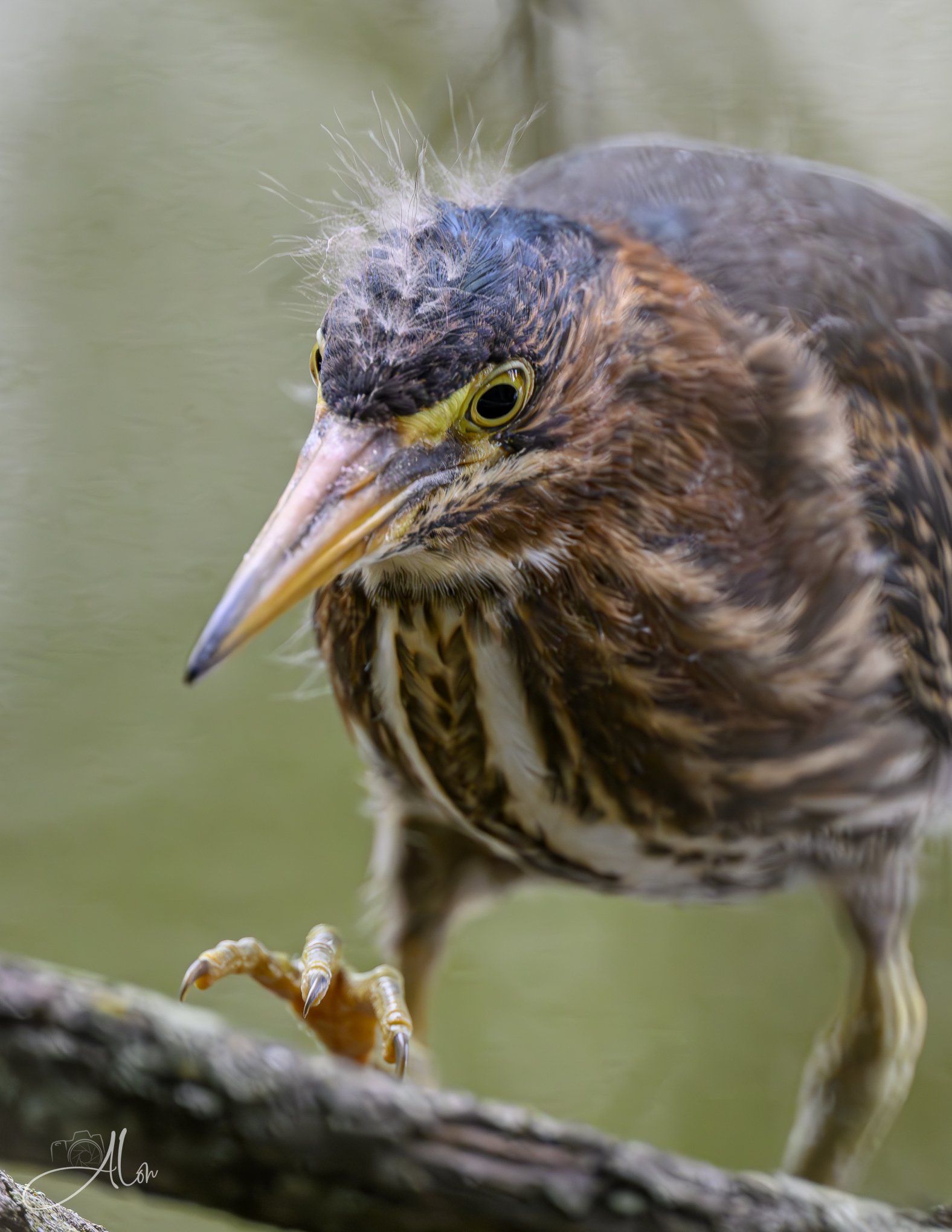 Taking Notes (Green Heron) 20260711_0185