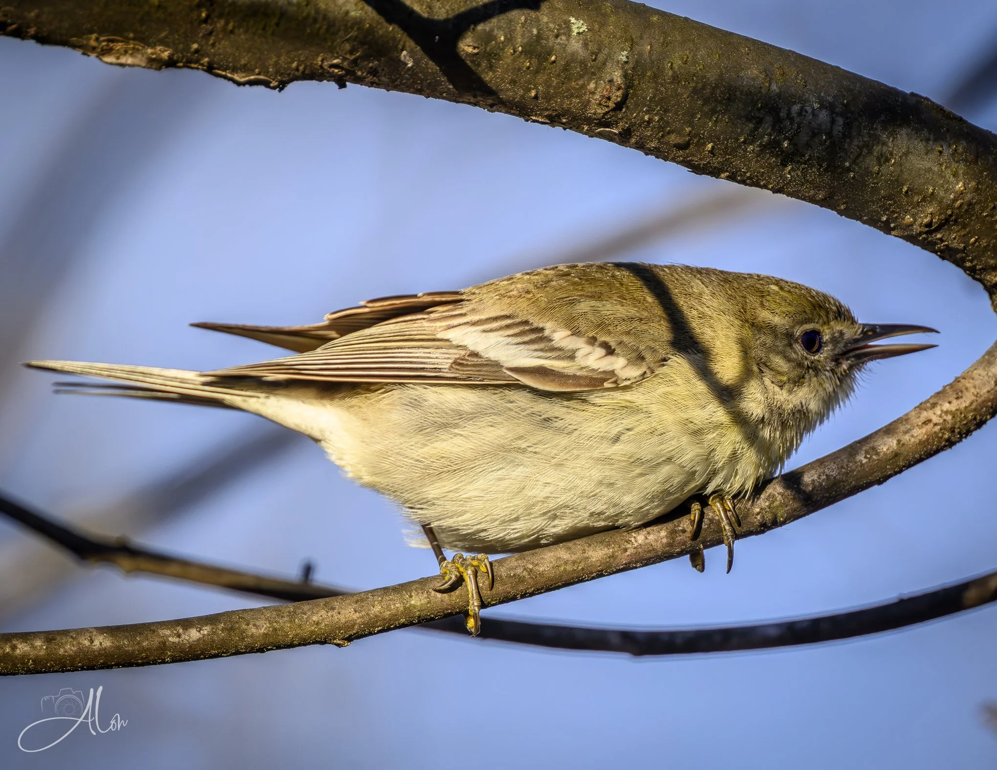 DUCK! Oh, No. Wait.
(Golden-Crowned Kinglet)
0Z89843