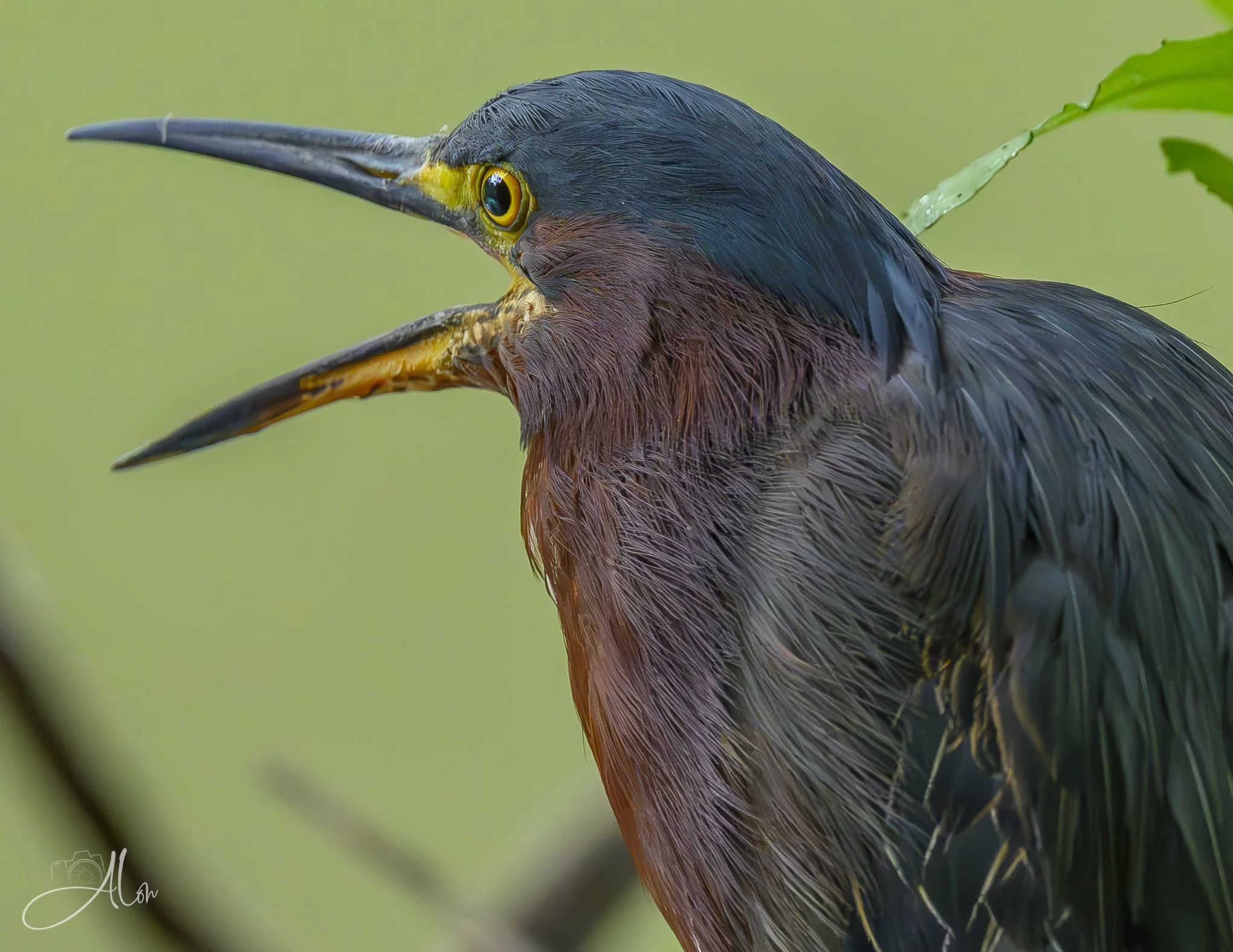 Perturbed (Green Heron) 071826_7872