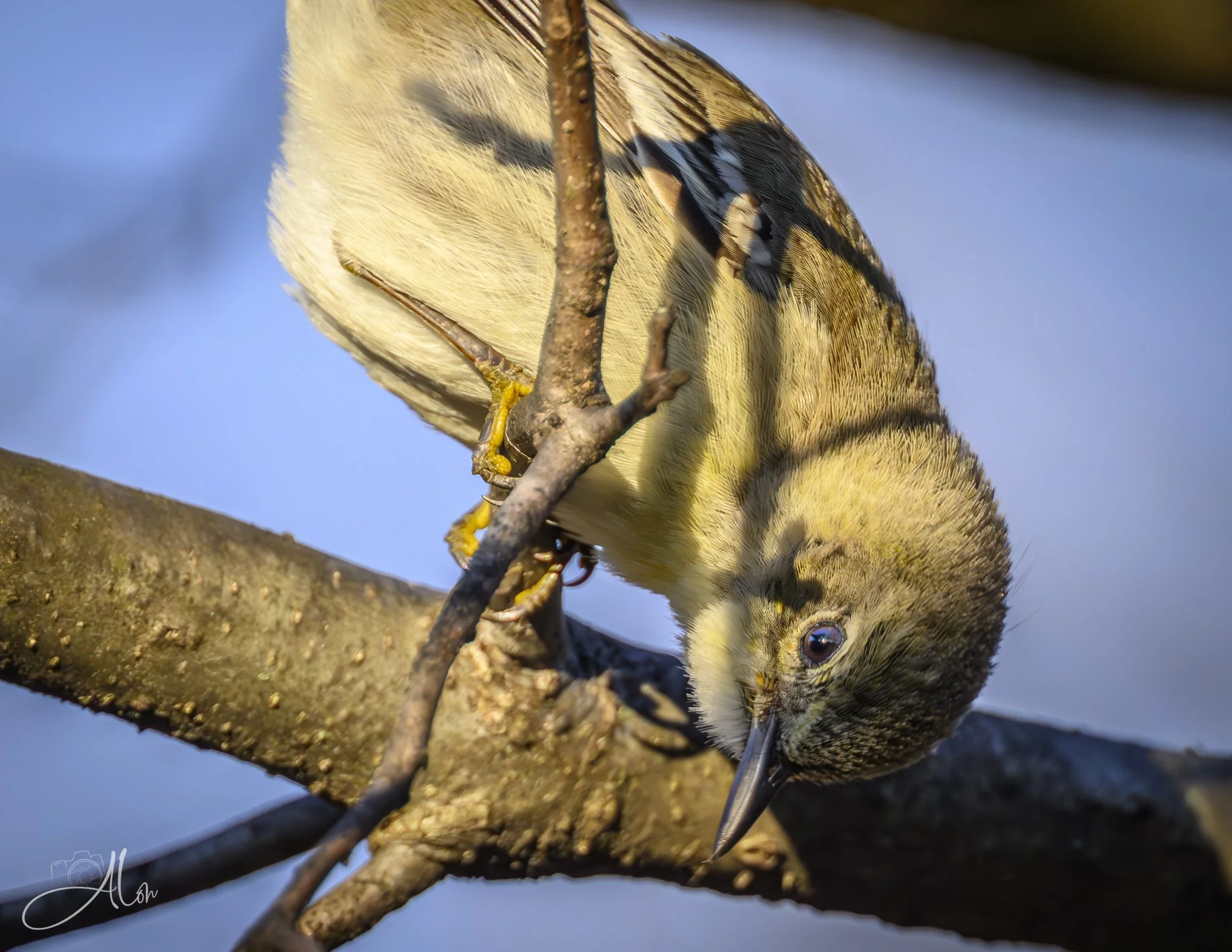 Pensive
(Golden-Crowned Kinglet)
0Z89849