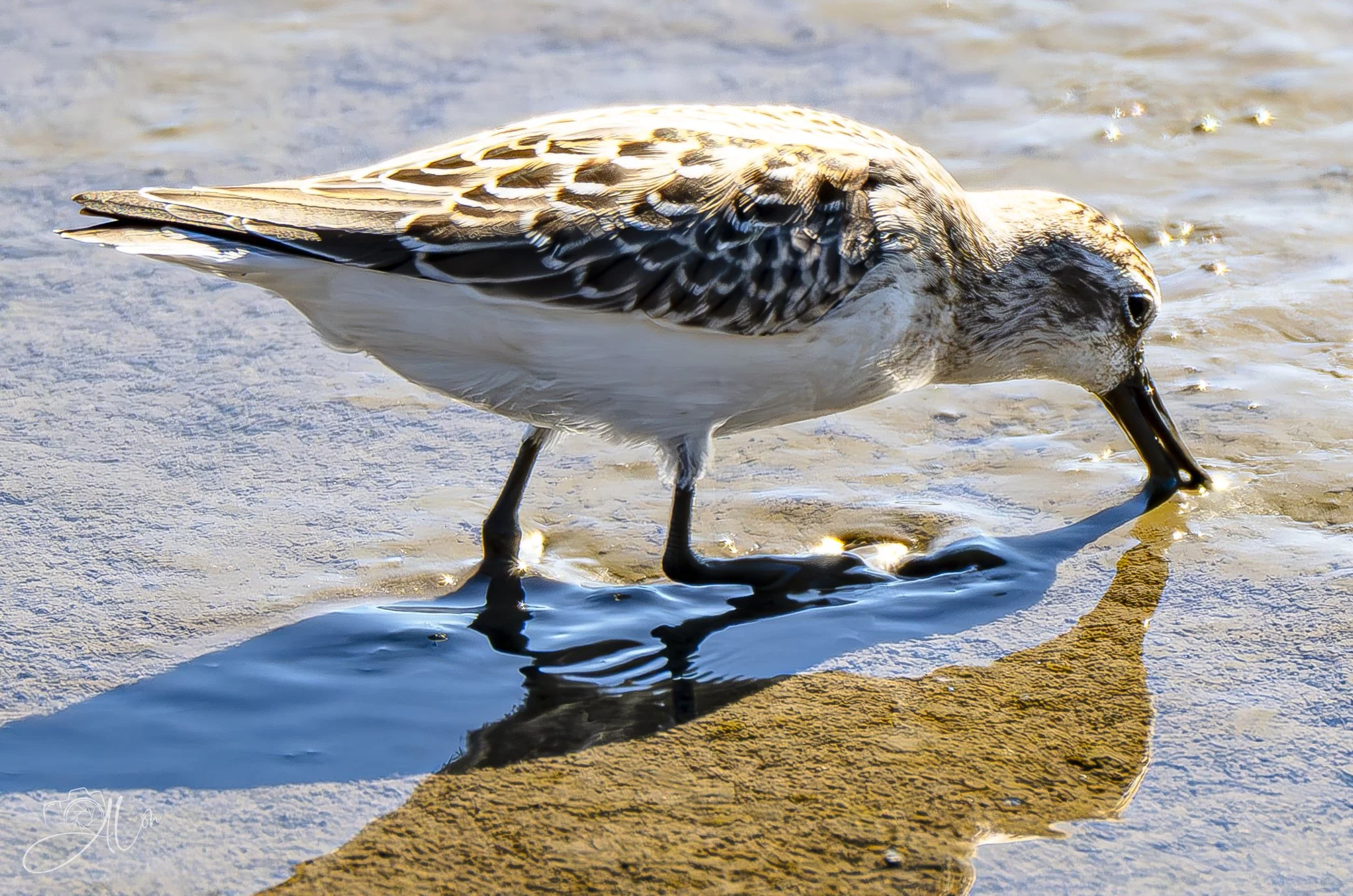 Don't Need a Straw
Semipalmated Sandpiper
0Z84994