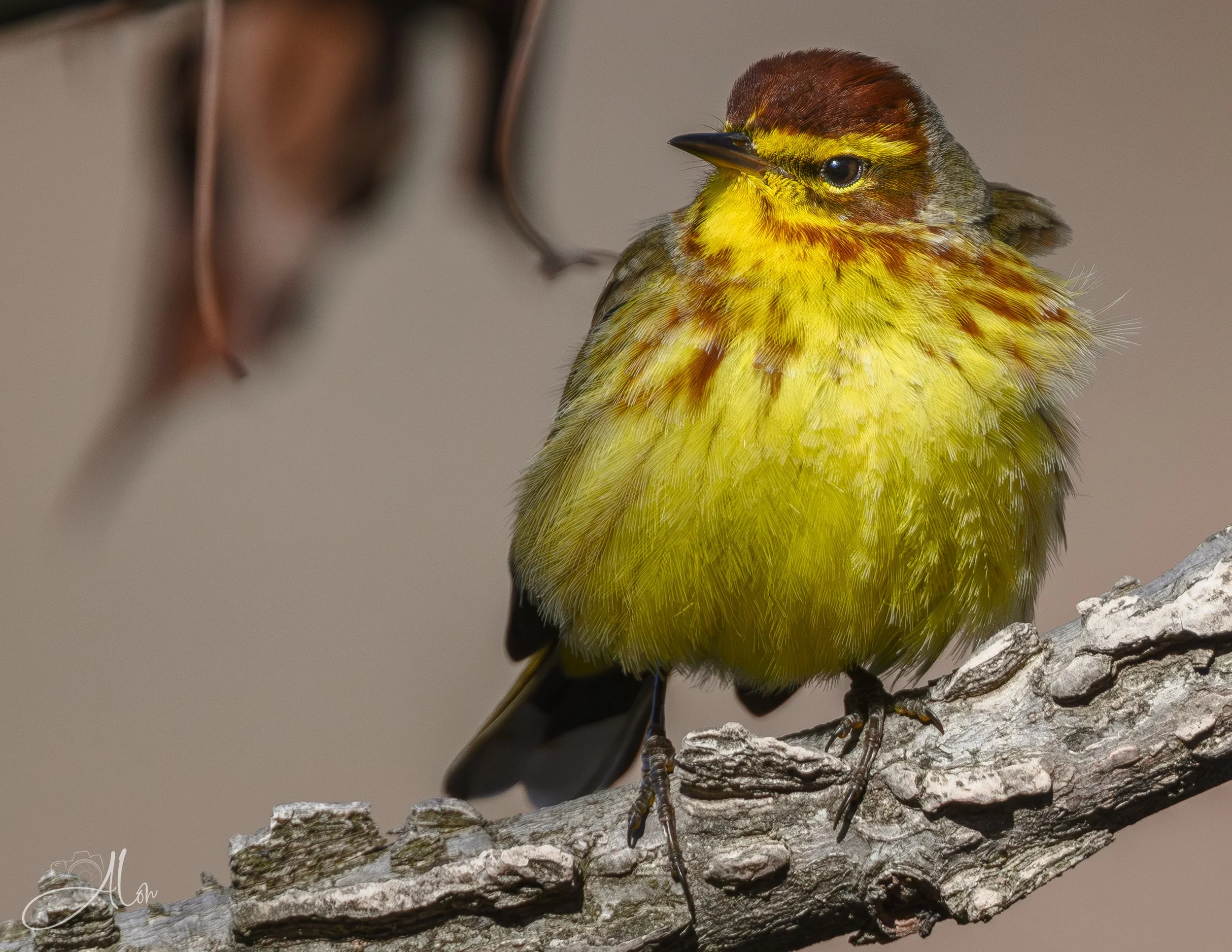 Ketchup Anyone? (Palm Warbler) 0Z86765