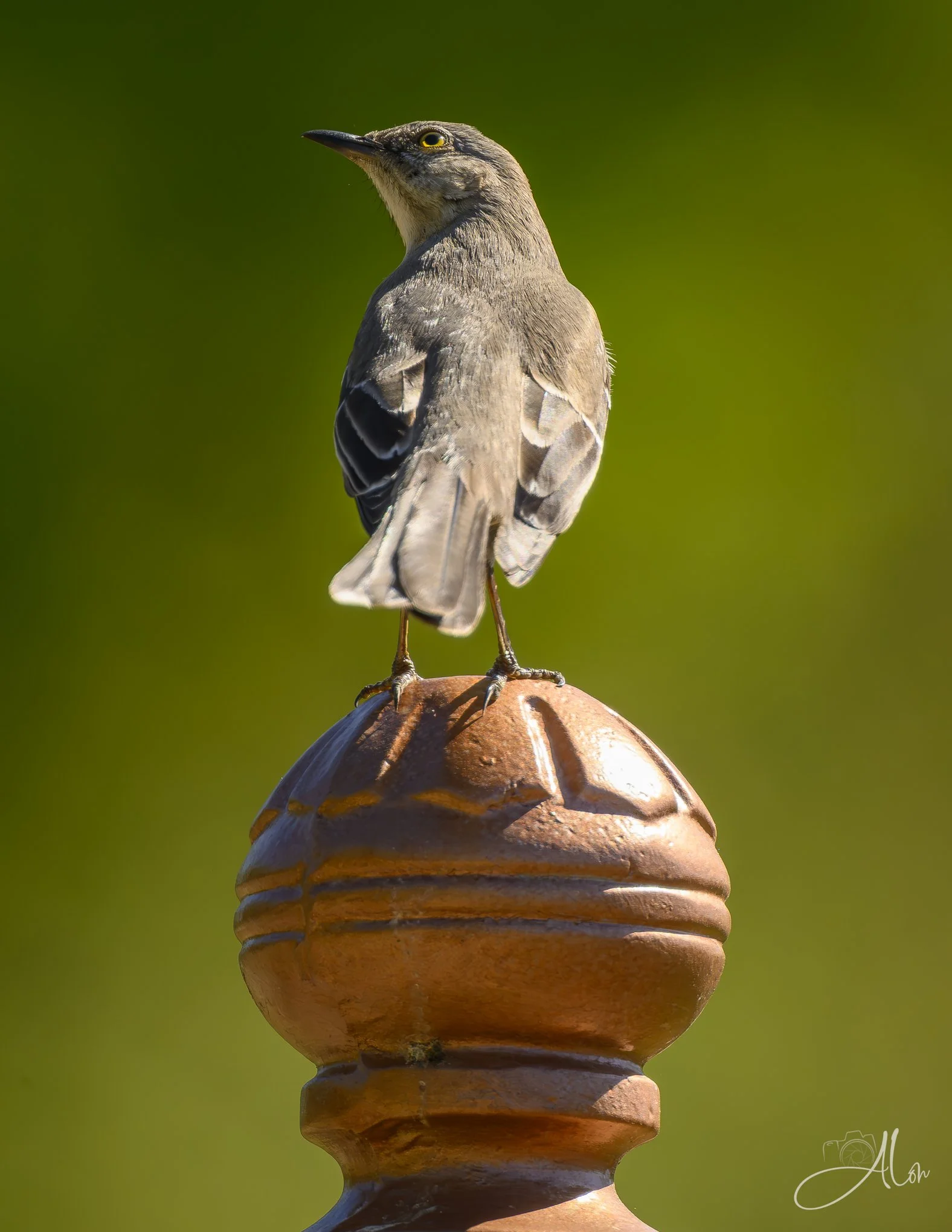 On a Pedestal
(Northern Mockingbird)
0Z86227