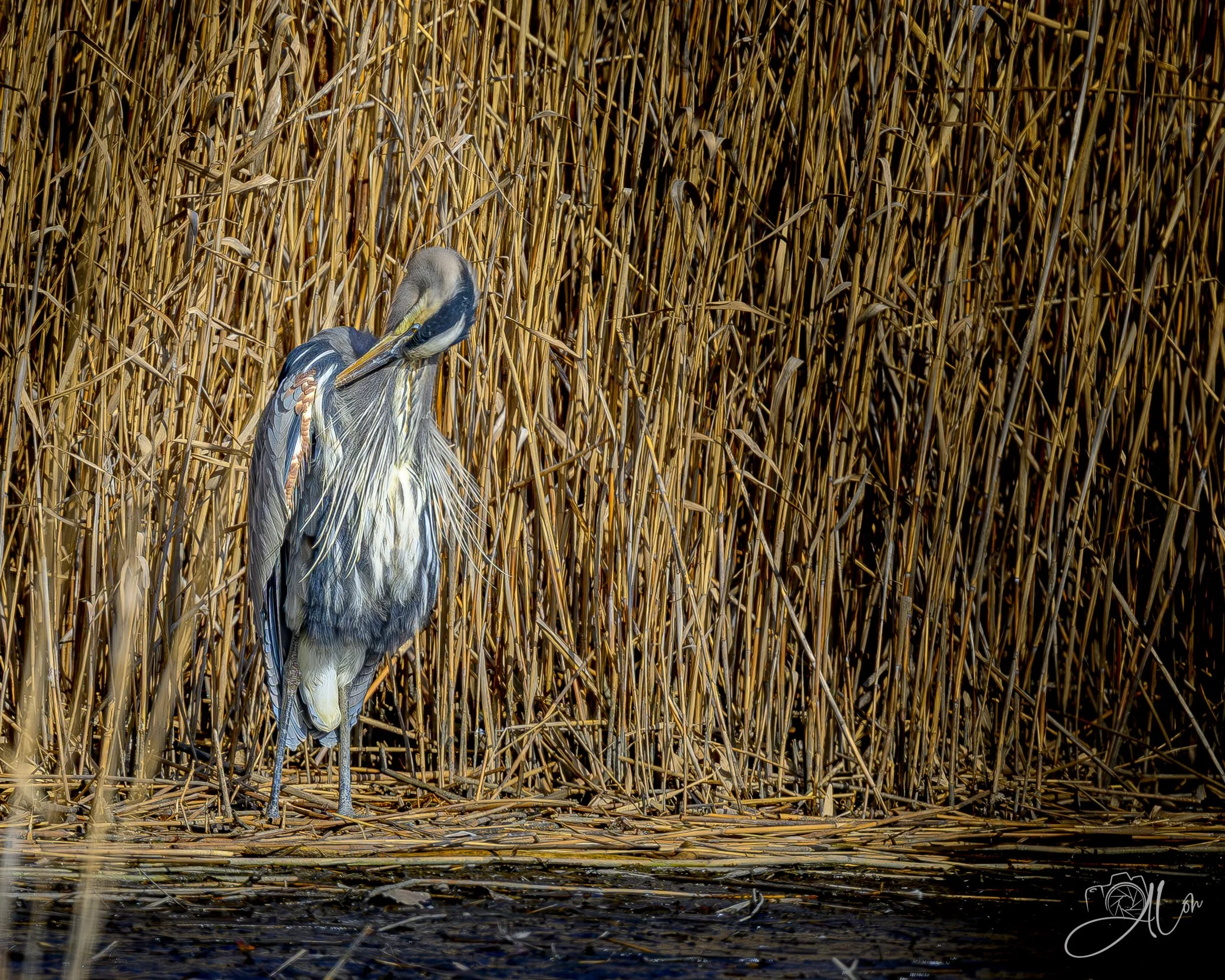 Blue Against Gold
(Great Blue Heron)
0Z80967