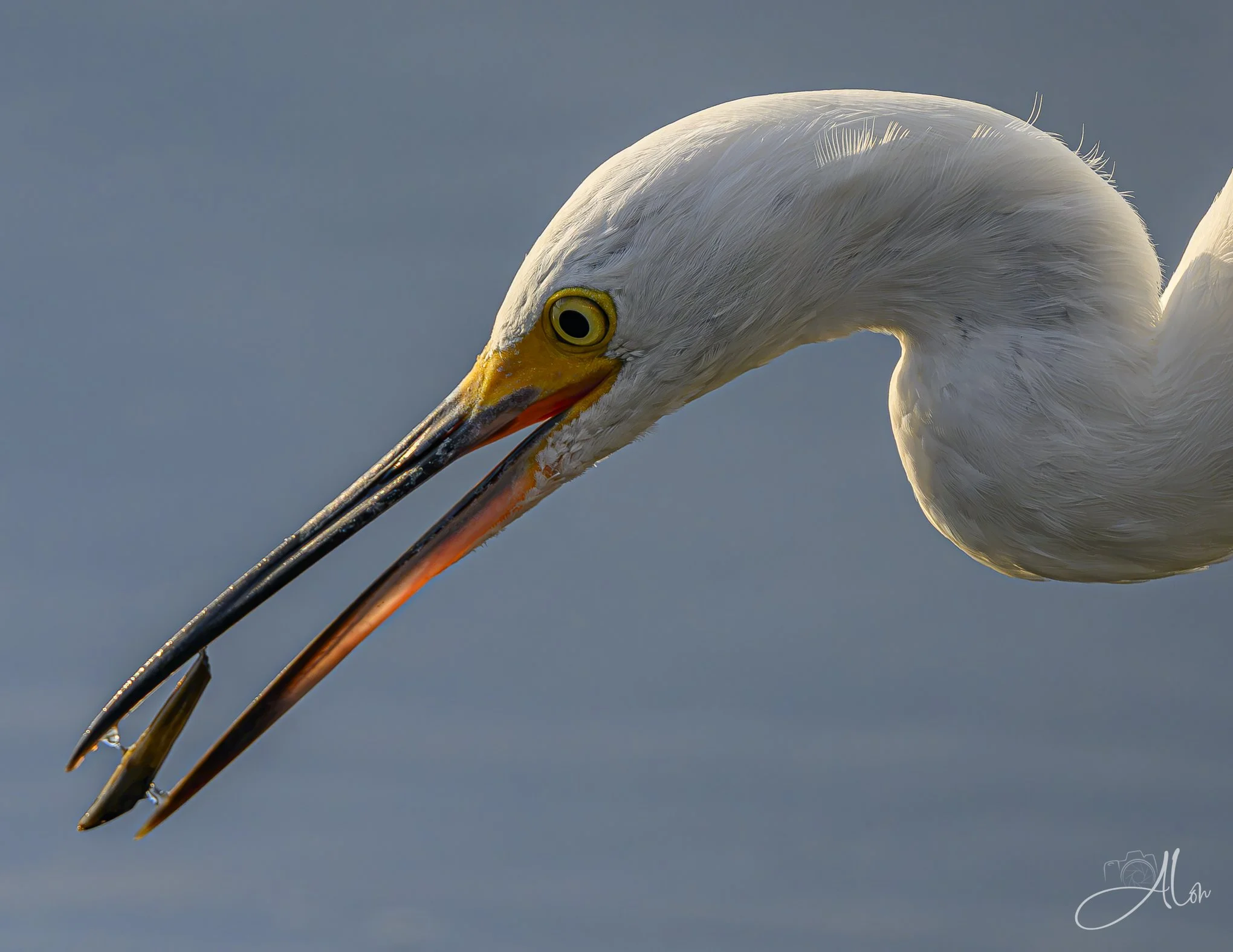 Lincoln Logs (Snowy Egret) 082826_3860