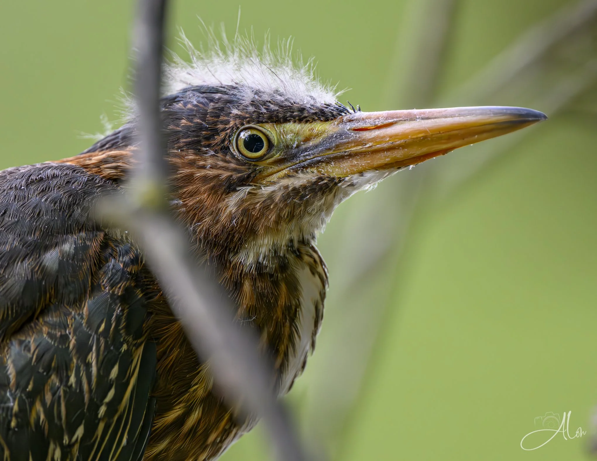 Cotton Puff (Green Heron) 20260711_0208