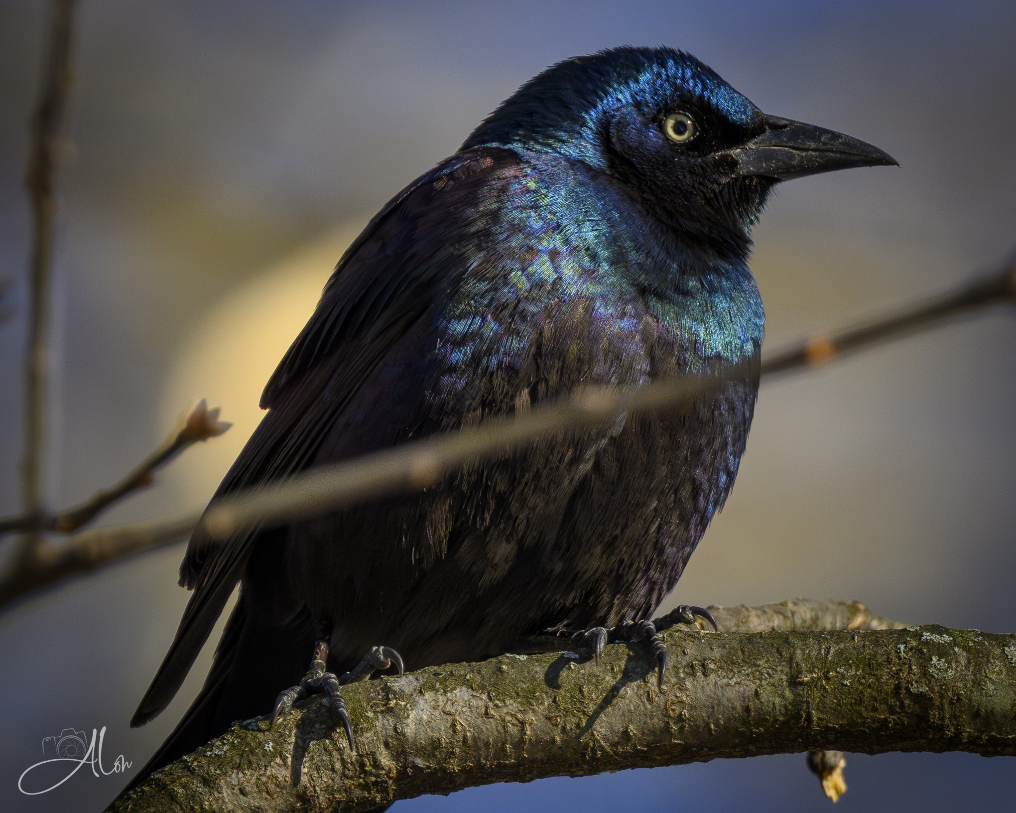 The Bouncer
(Common Grackle)
0Z82523