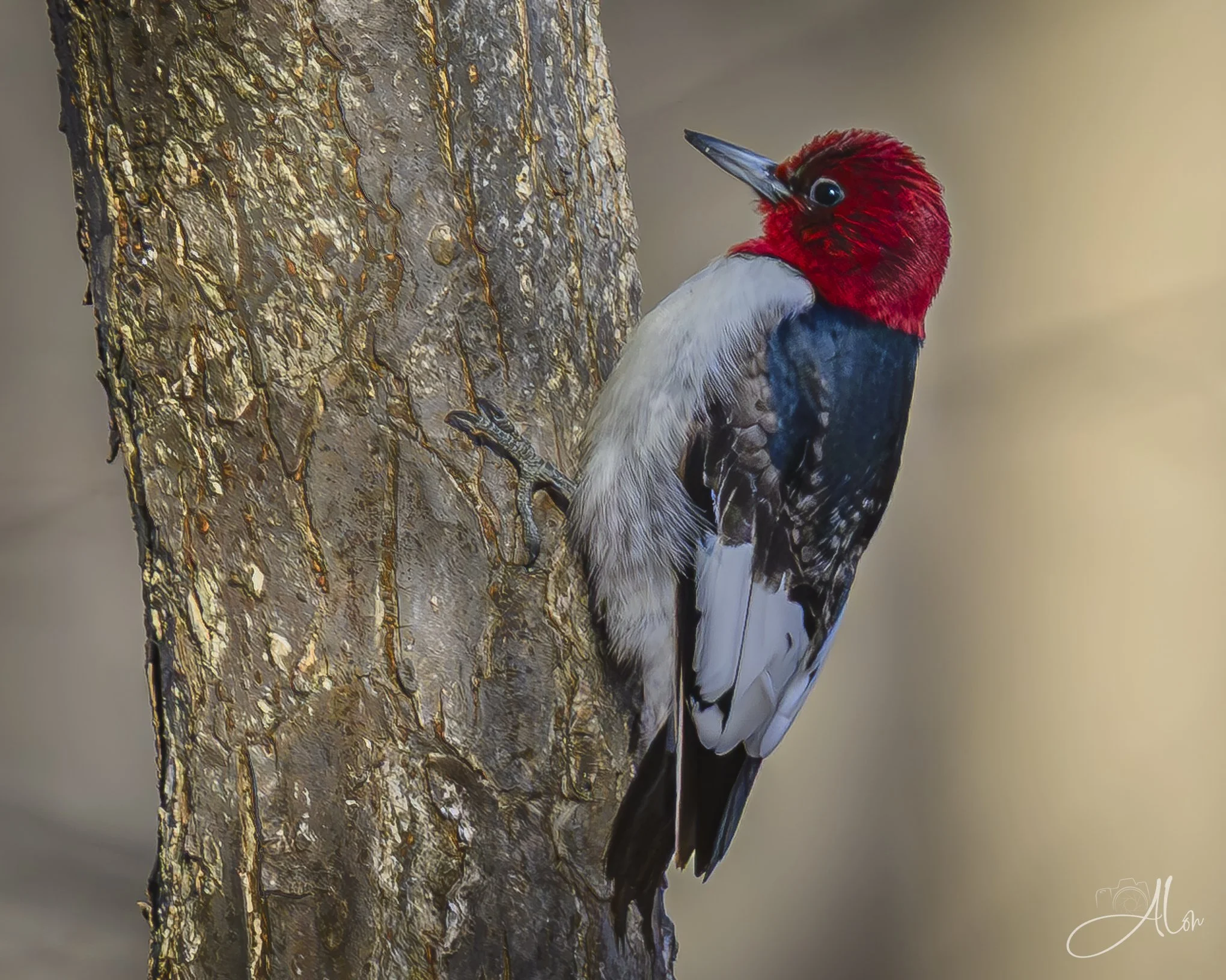 How About A Peck?
(Red-Headed Woodpecker)
0Z82610