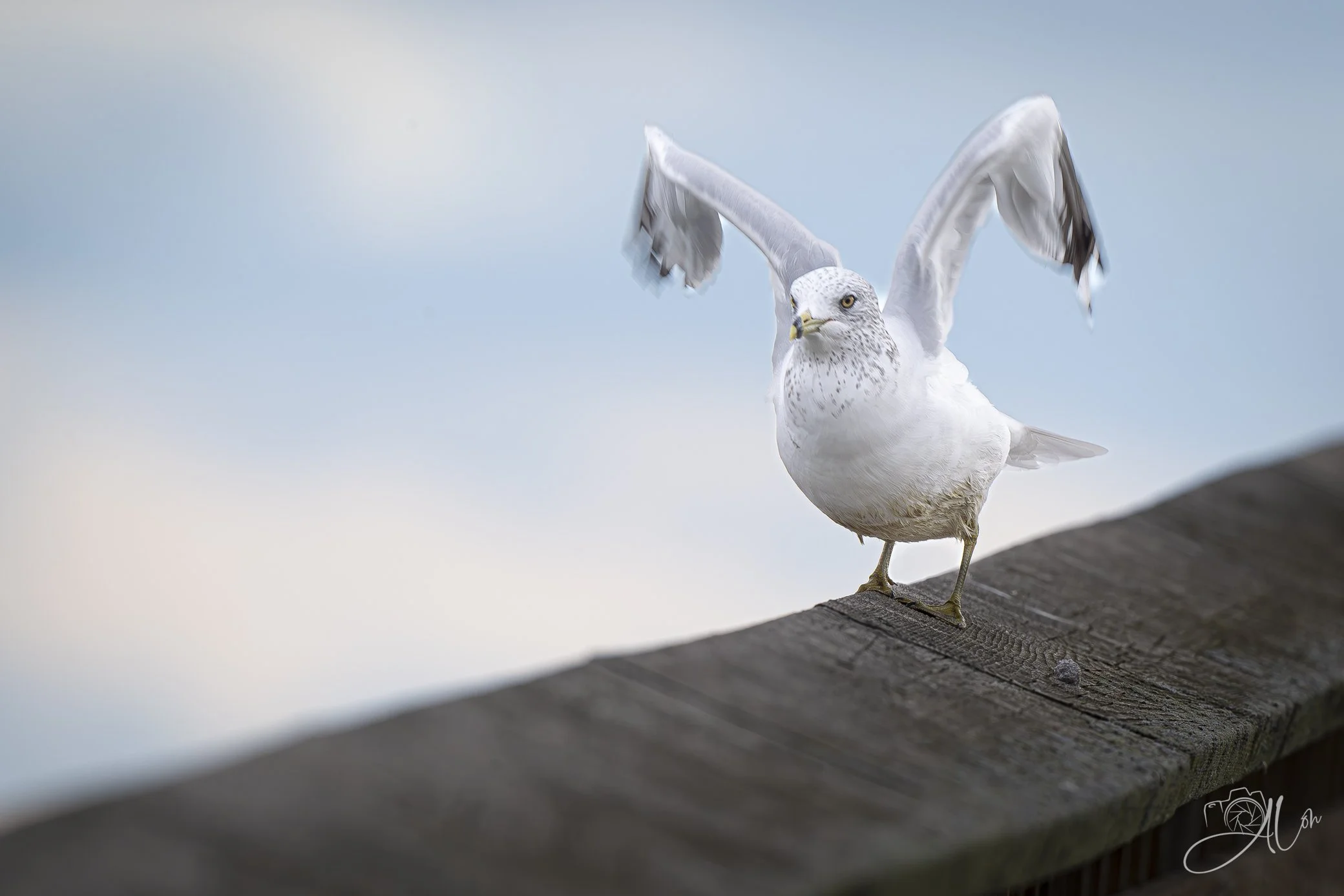 On the Runway
(Ring-Billed Gull)
0Z86445