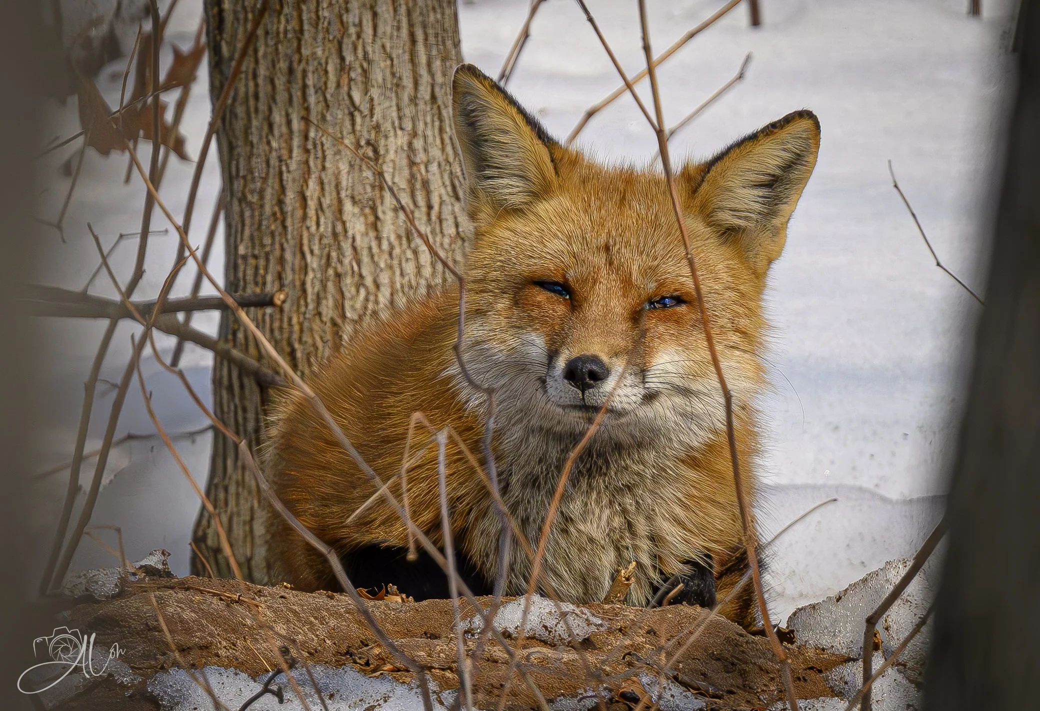 I'm Coming, Elizabeth
(Red Fox)
0Z87438